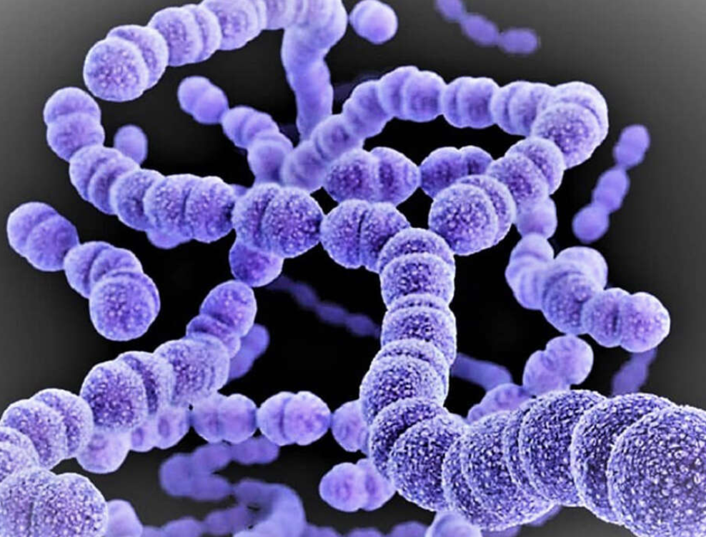 Fourfold Pathogen Reference Ontology Suite