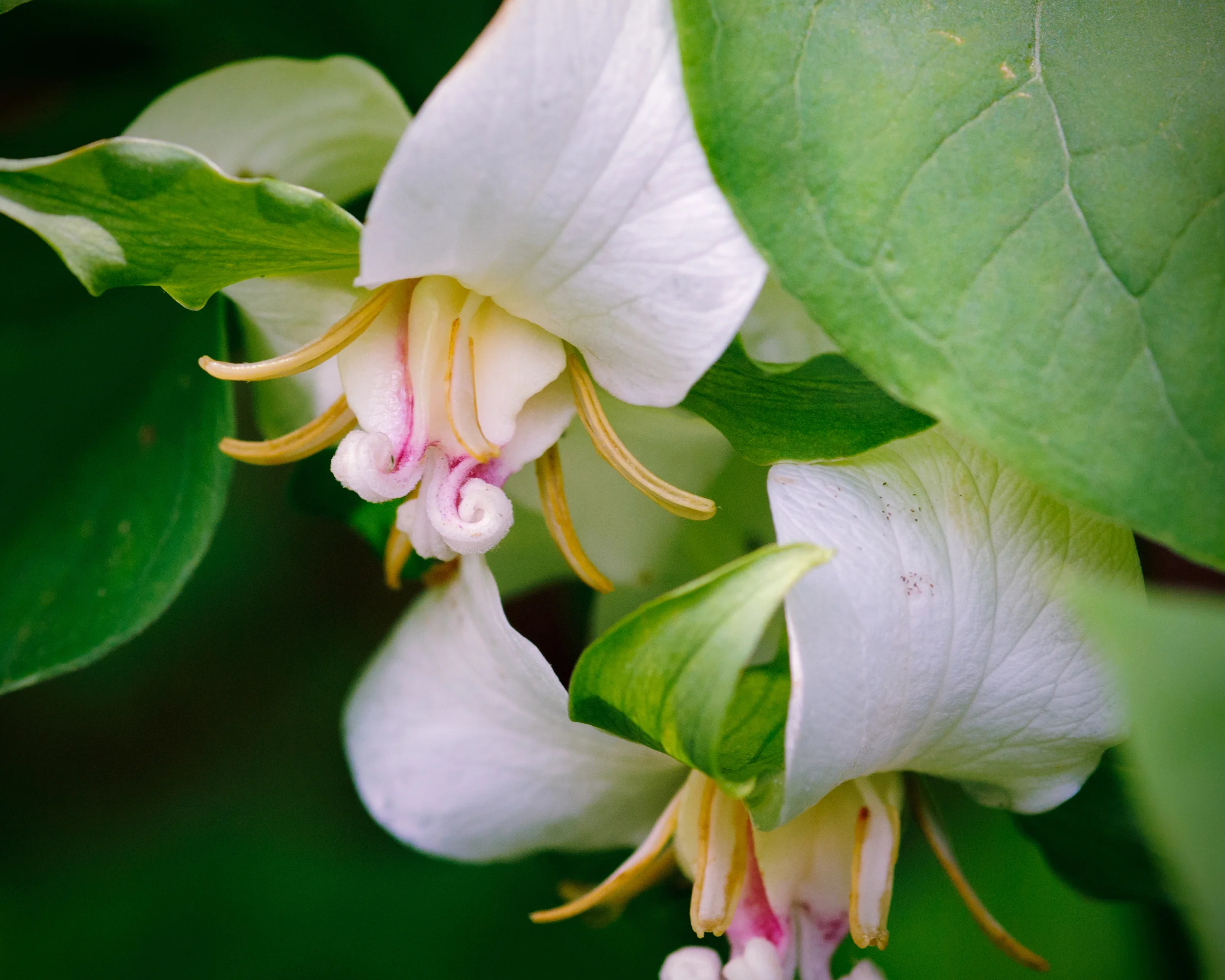 Bent Trillium © 2015 Jonathan Abresch