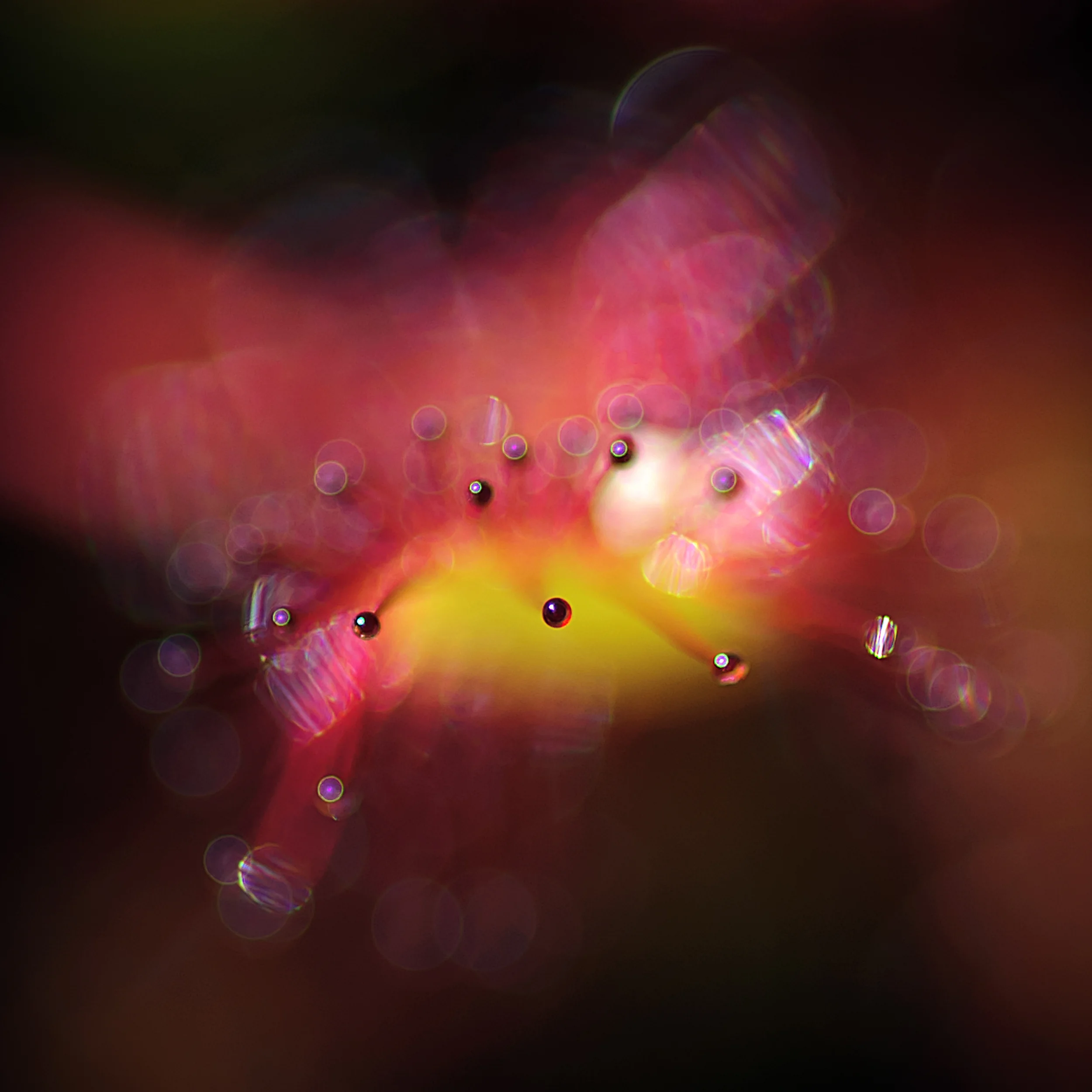 Round-leaved Sundew © 2014 Jonathan Abresch