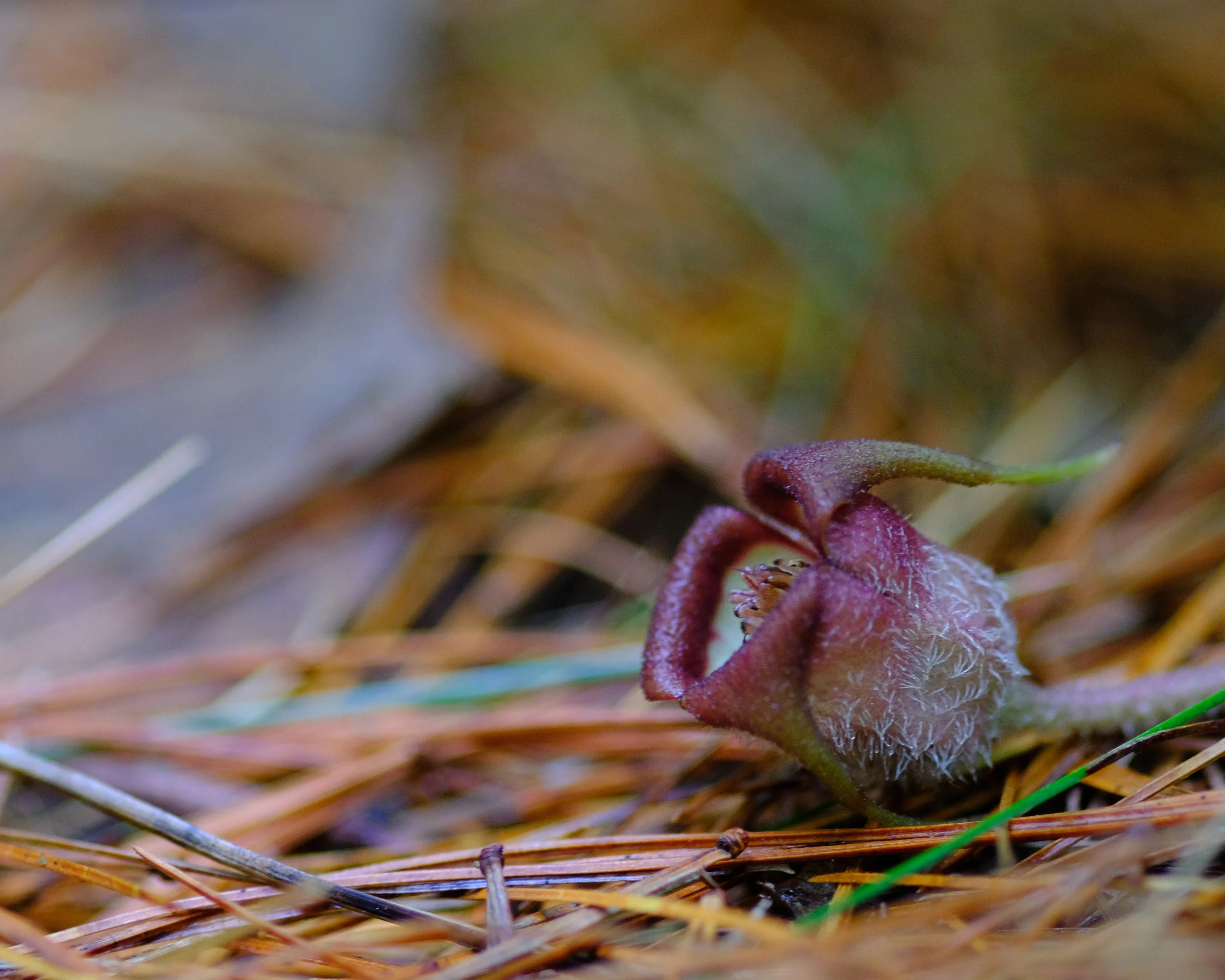 Wild Ginger (Asarum canadense) © 2017 Jonathan Abresch