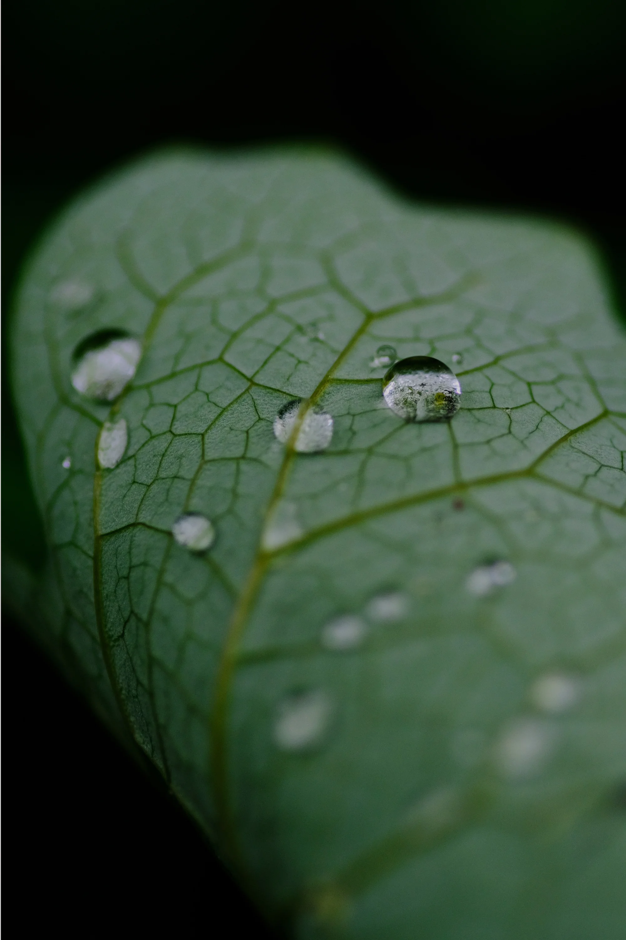 Bloodroot Leaf © 2017 Jonathan Abresch