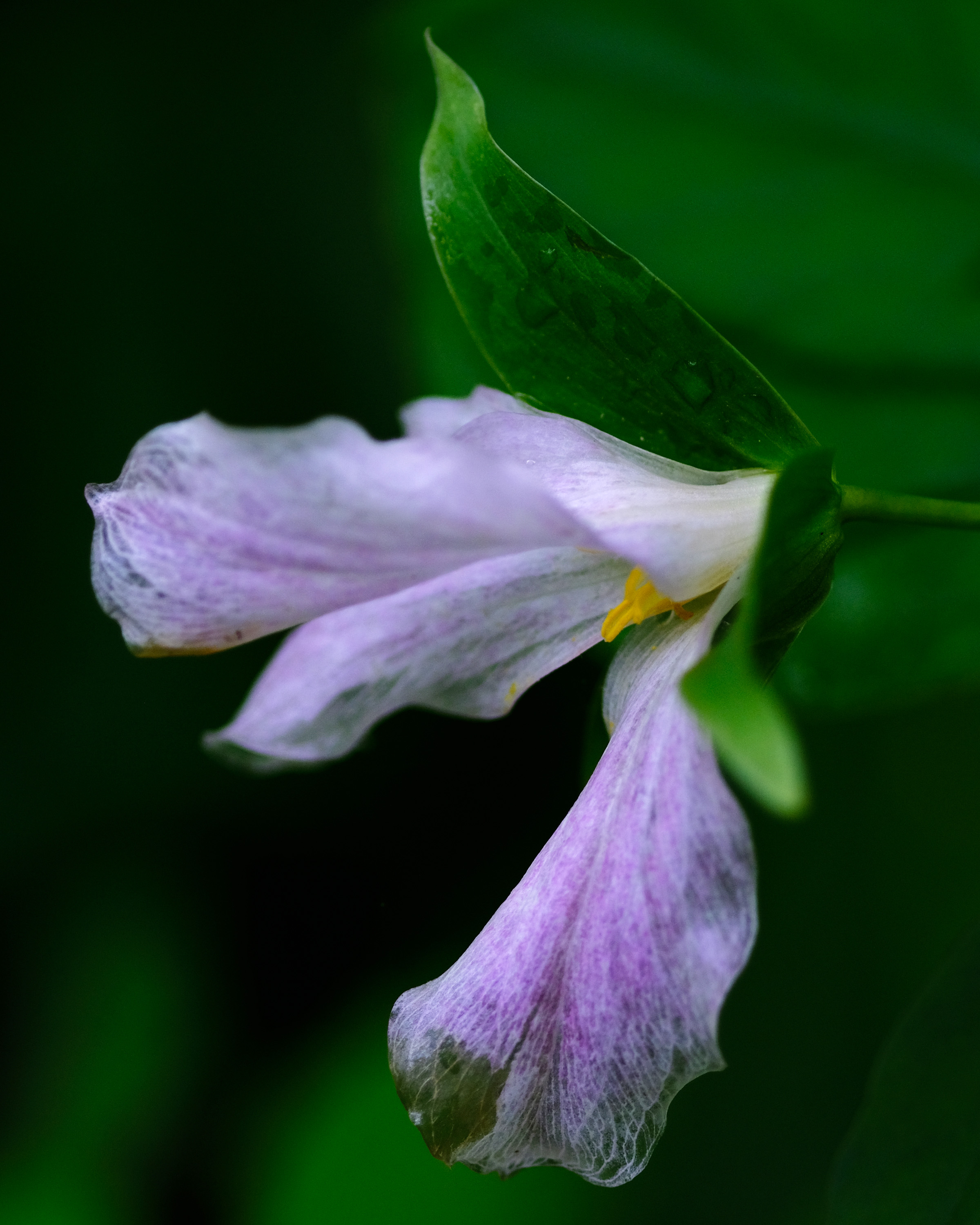 Wilting Trillium © 2017 Jonathan Abresch