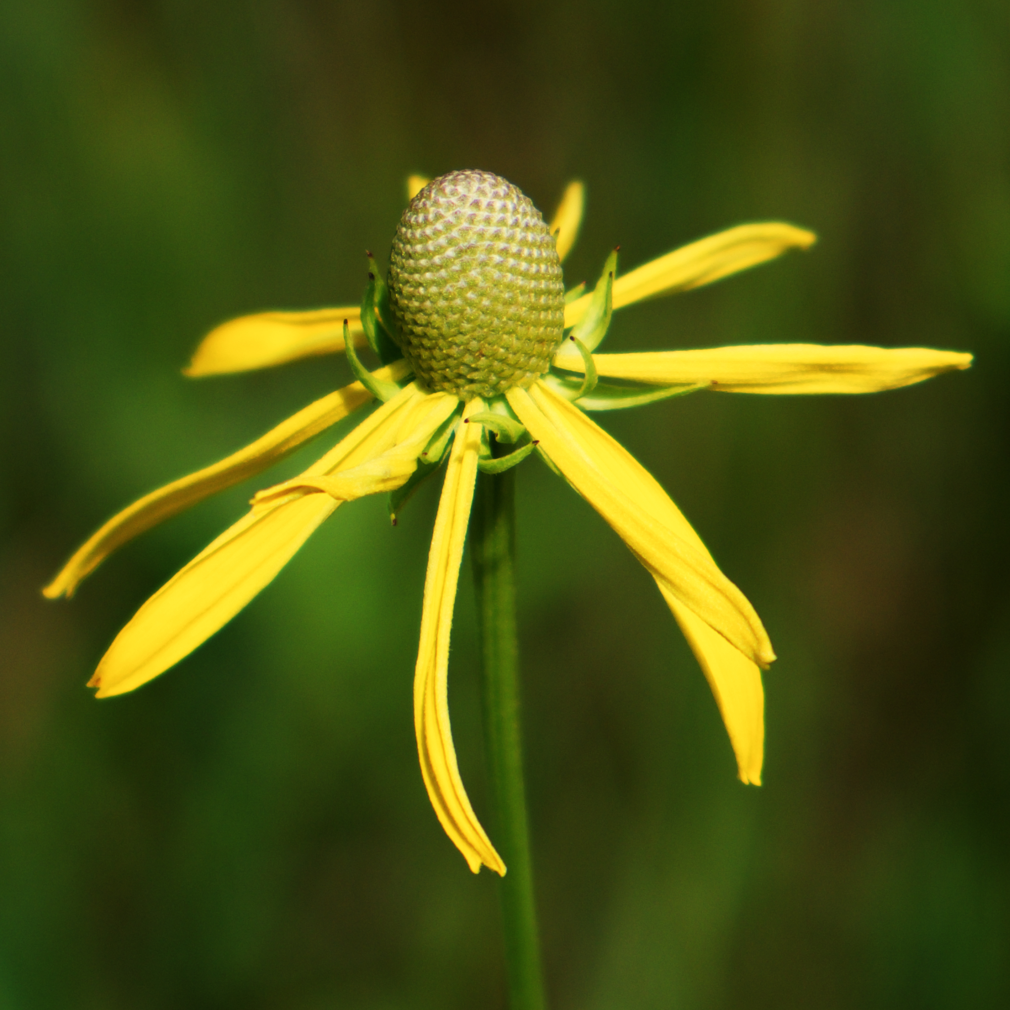 Cut-leaved Coneflower © 2017 Jonathan Abresch