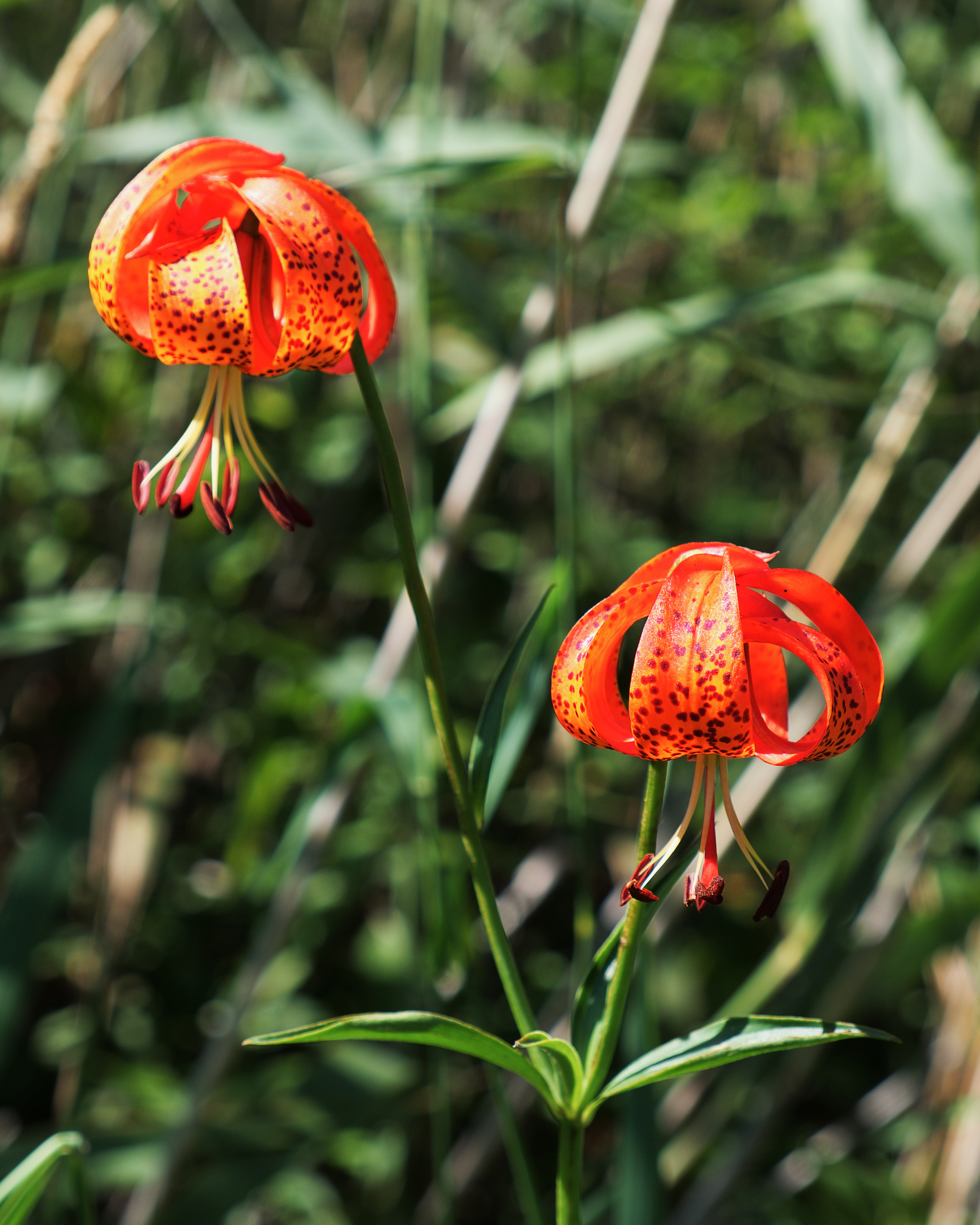 Michigan Lily © 2017 Jonathan Abresch