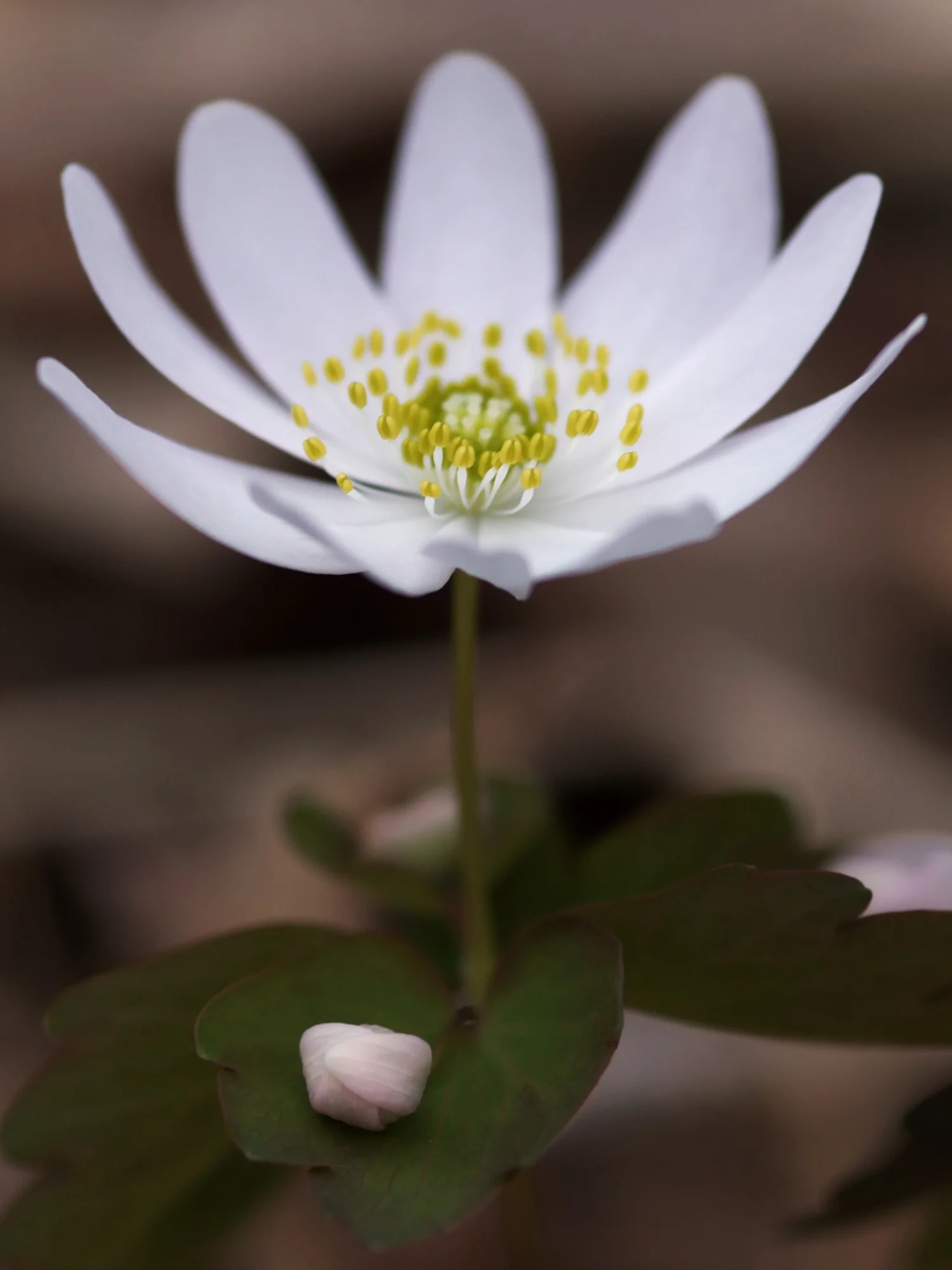 Rue Anemone © 2016 Jonathan Abresch