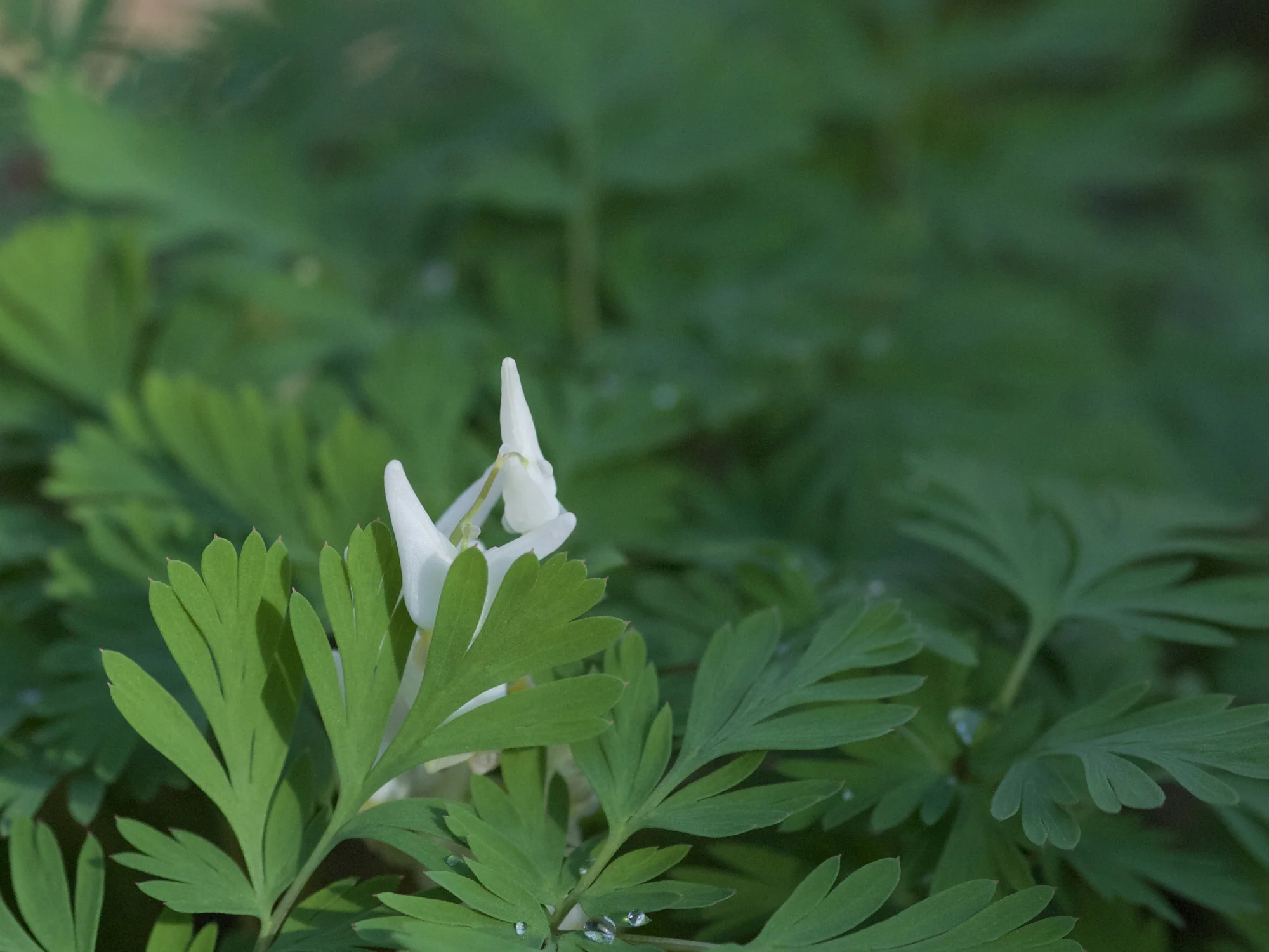 Dutchman’s Breeches © 2017 Jonathan Abresch