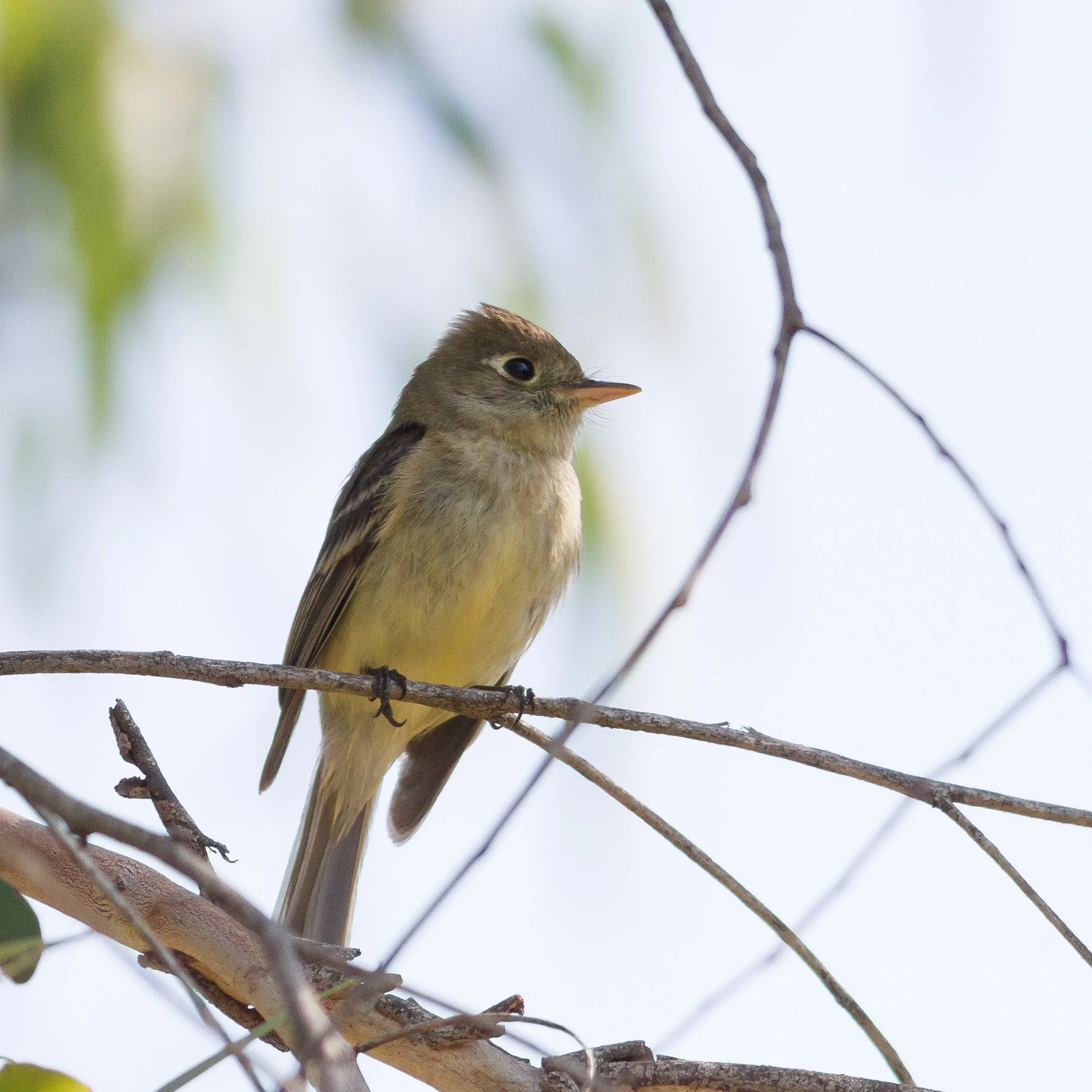 Pacific-slope Flycatcher
