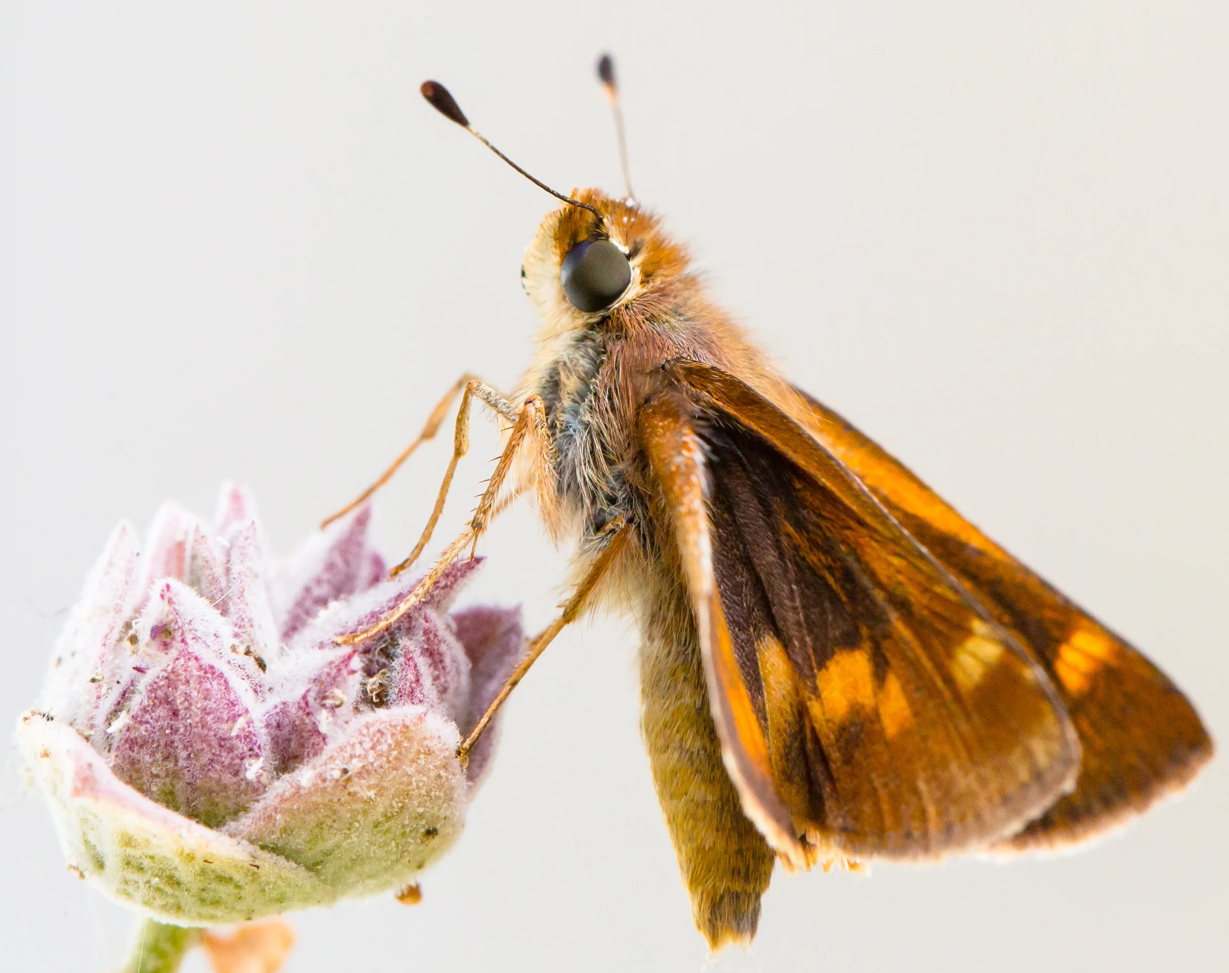 5N6A1394-skipper.jpg