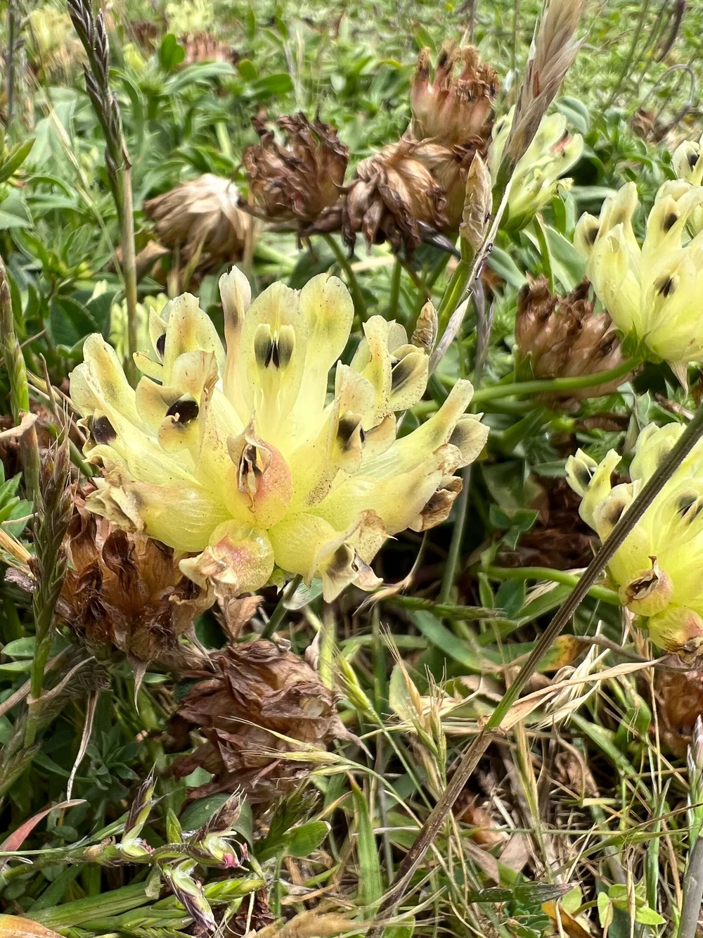 Bull Clover