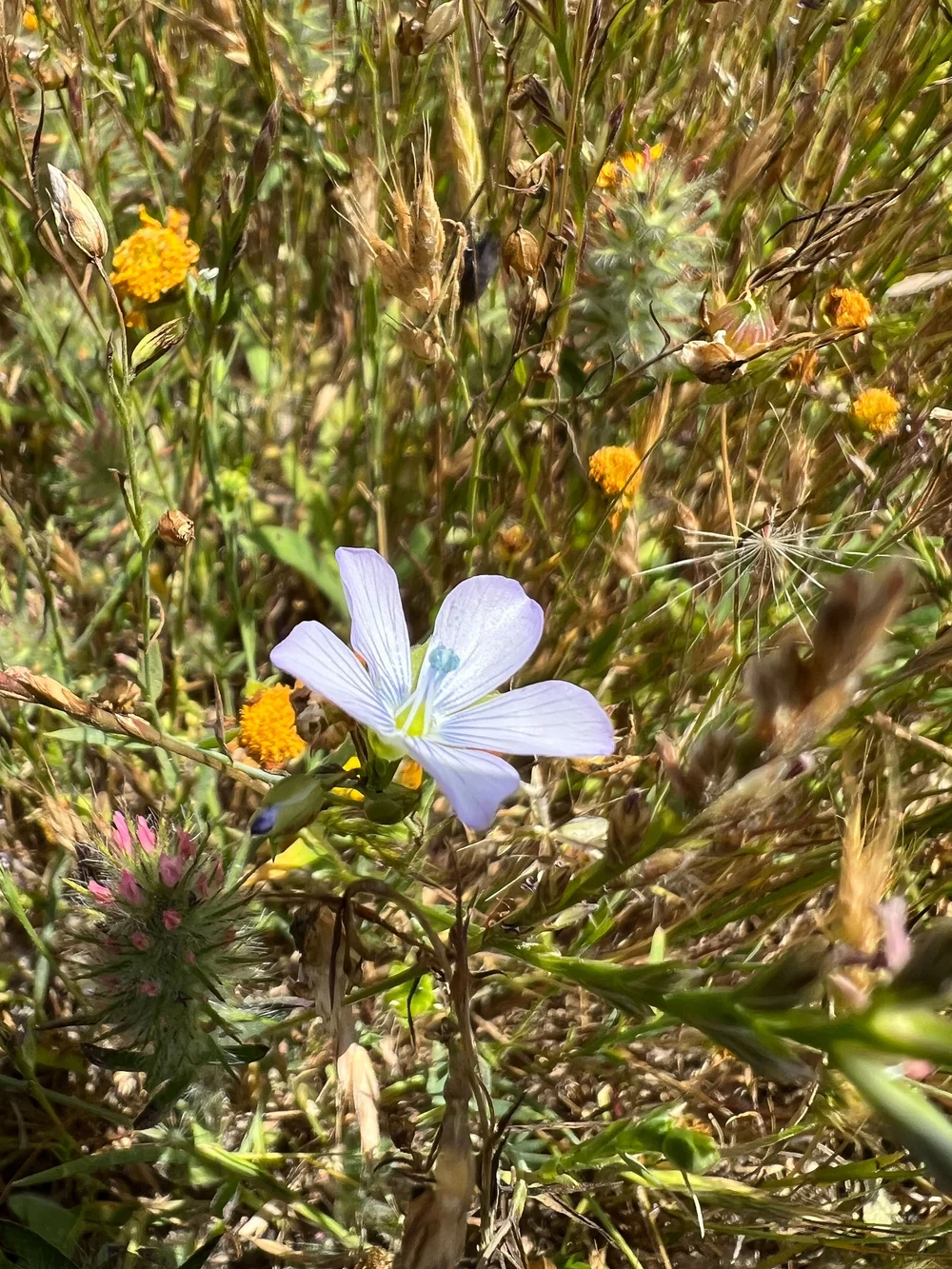 Narrow-leaved Flax