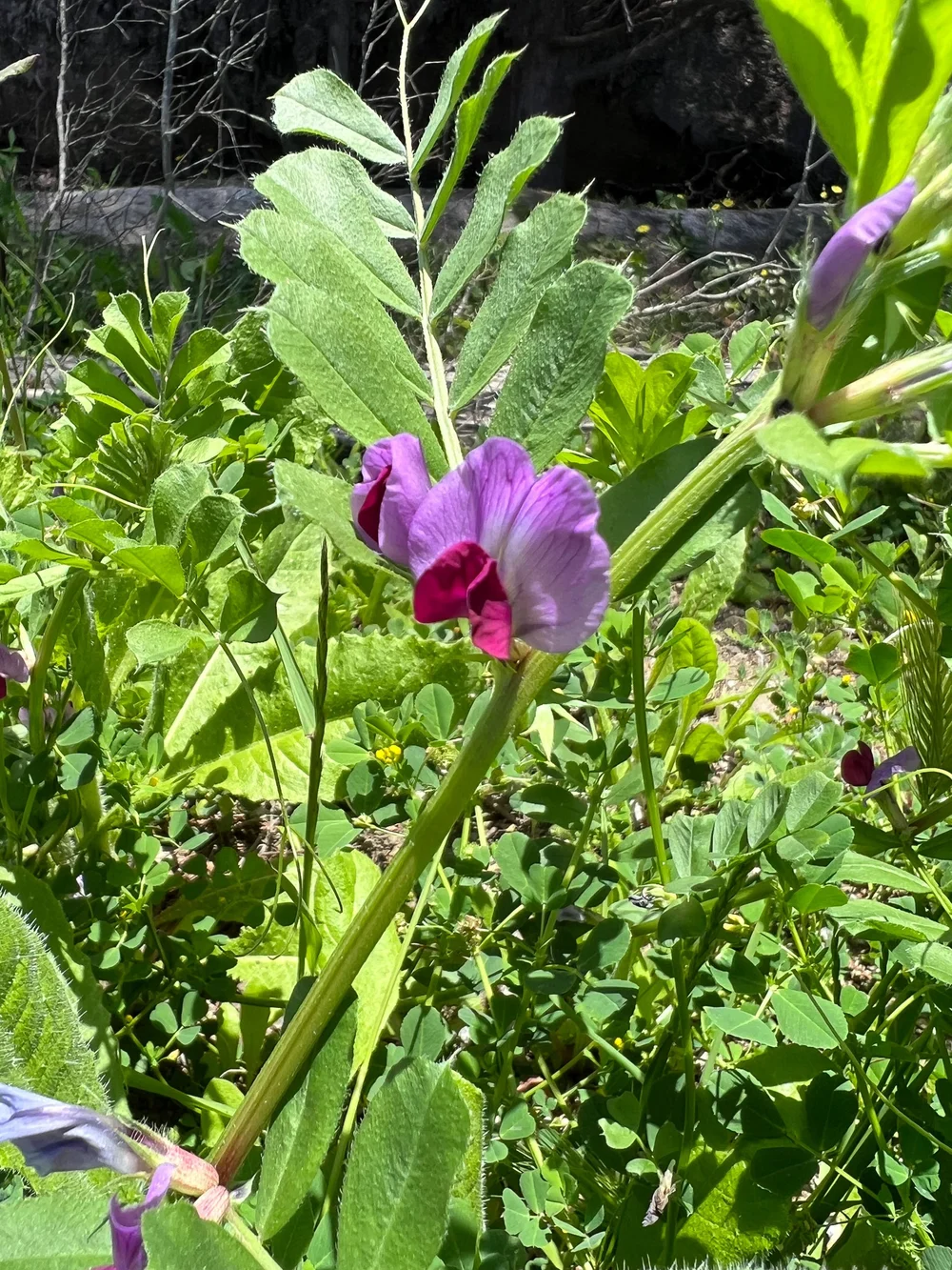 Spring Vetch