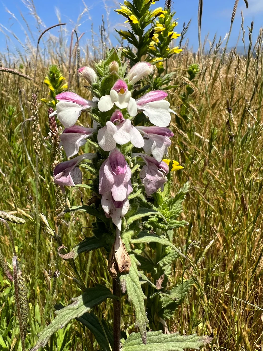 Mediterranean lineseed