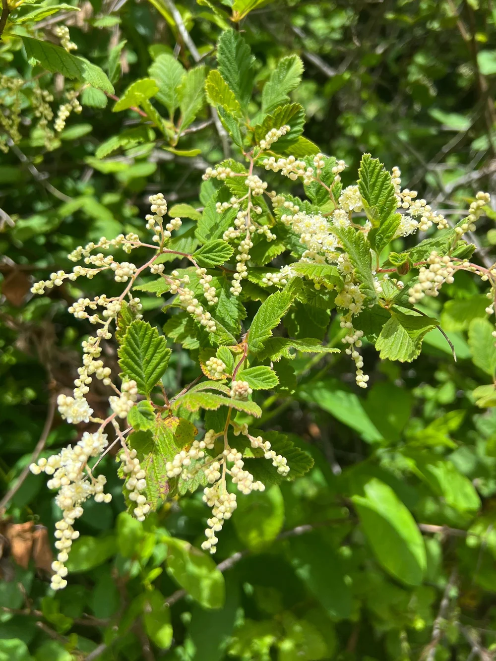 Ocean Spray / Cream Bush