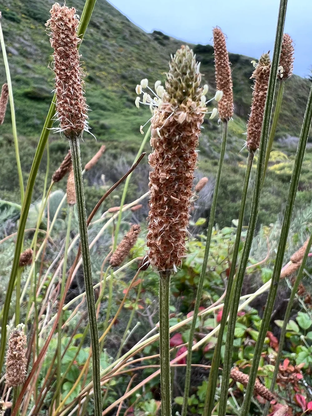 Plantain