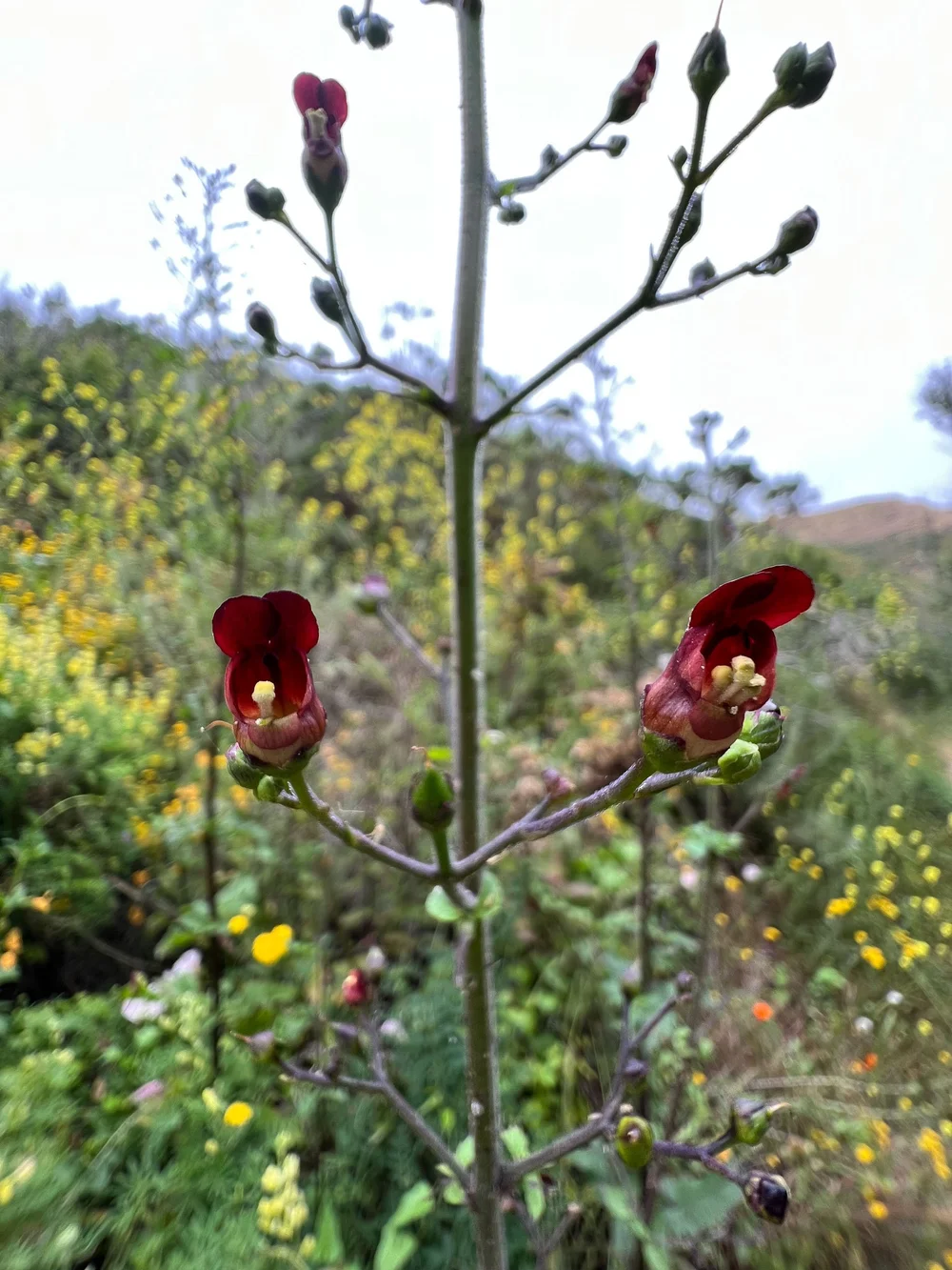 Bee Plant / Coast Figwort
