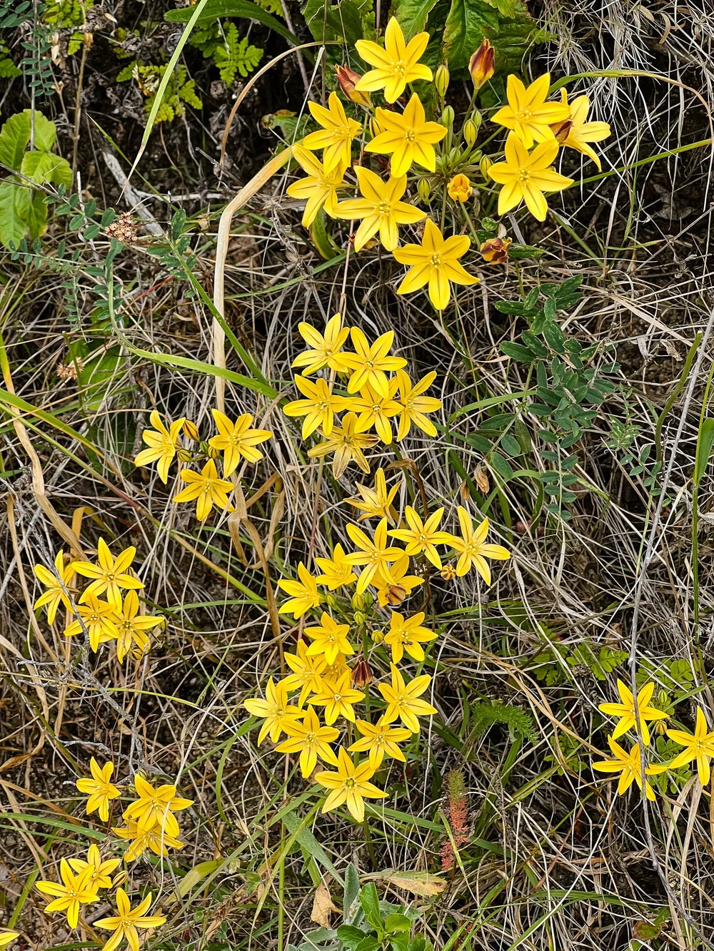 Golden Brodiaea
