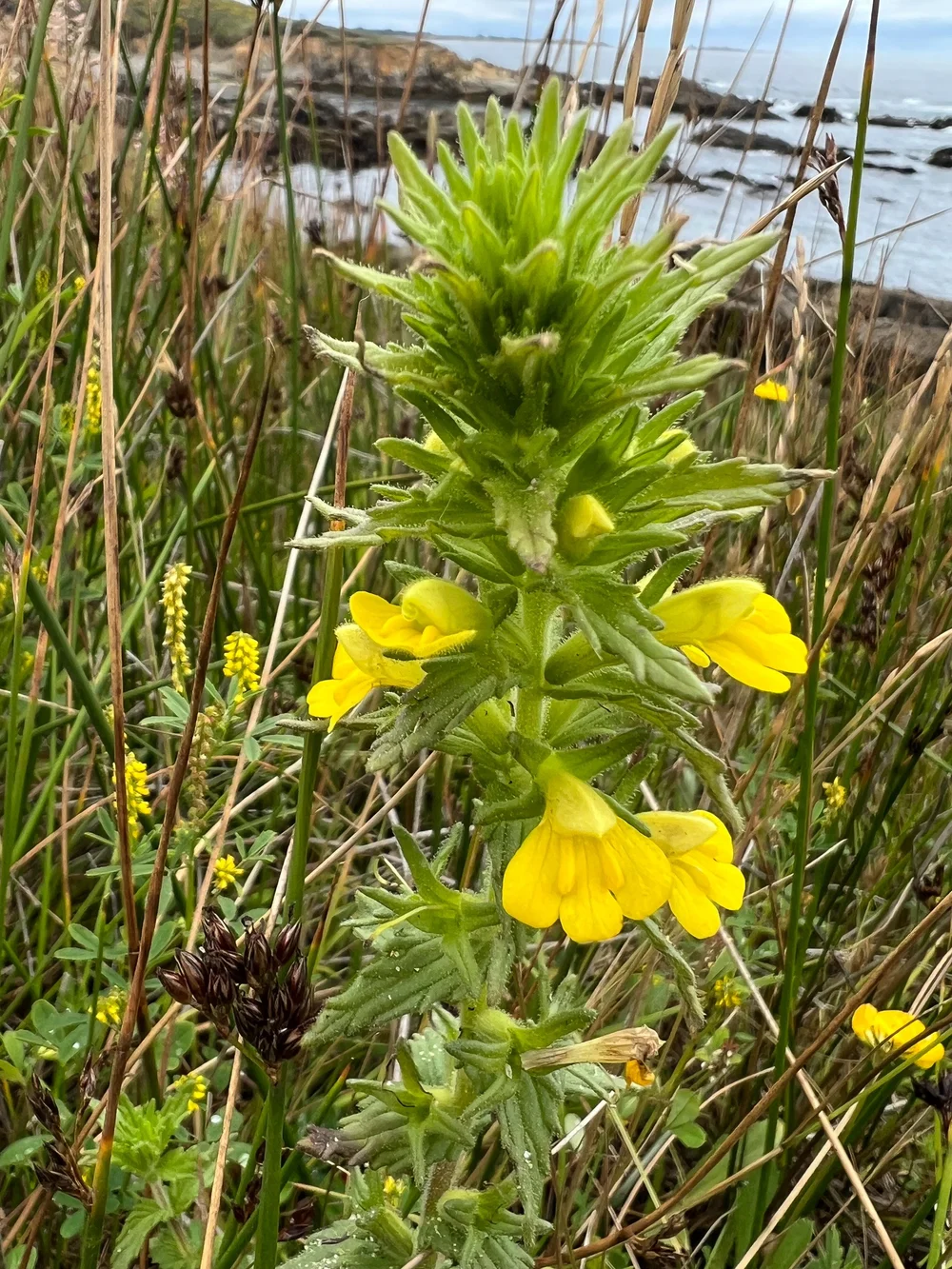 Mediterranean lineseed