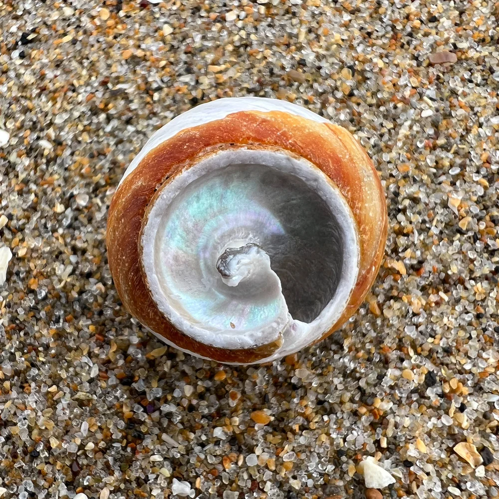 Turban snail shell