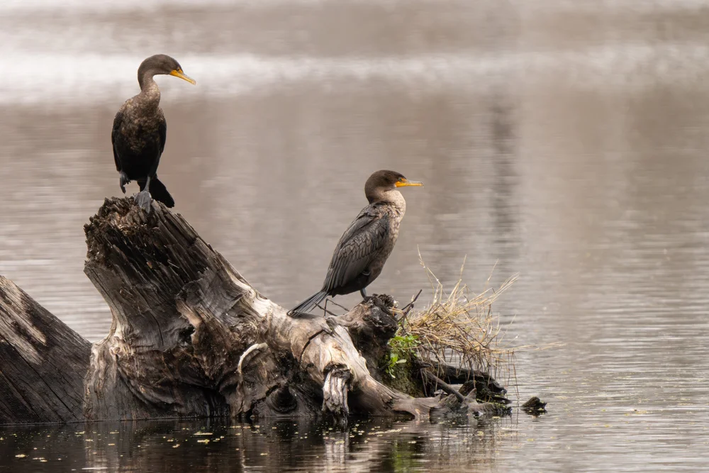  Double-crested Cormorant (Nannopterum auritum) - juveniles. 