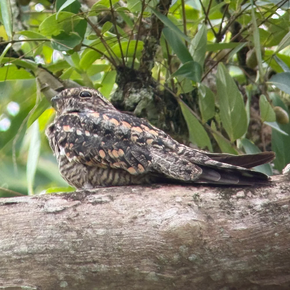  Lesser Nighthawk ( Chordeiles acutipennis ) at Summit Botanical Gardens. We also saw another bird in the Nightjar family, Common Pauraque ( Nyctidromus albicollis ) at night at Gamboa Park.  Spotting scope &amp; iPhone. 