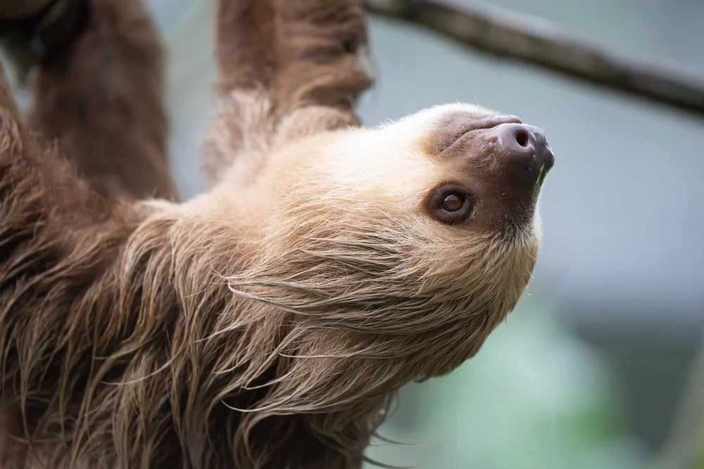  Hoffmann's two-toed sloth. This was taken at the Gamboa Wildlife Sanctuary but we also saw them in the wild.  Sony A7RIV &amp; 200mm. 