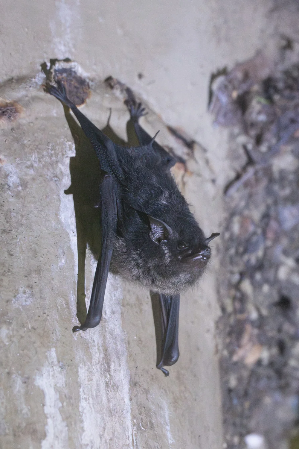  Tent-making bat ( Uroderma bilobatum ) at Summit Municipal Park.  