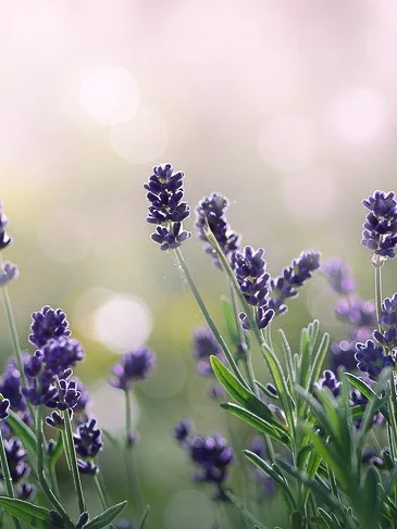 lavender flowers