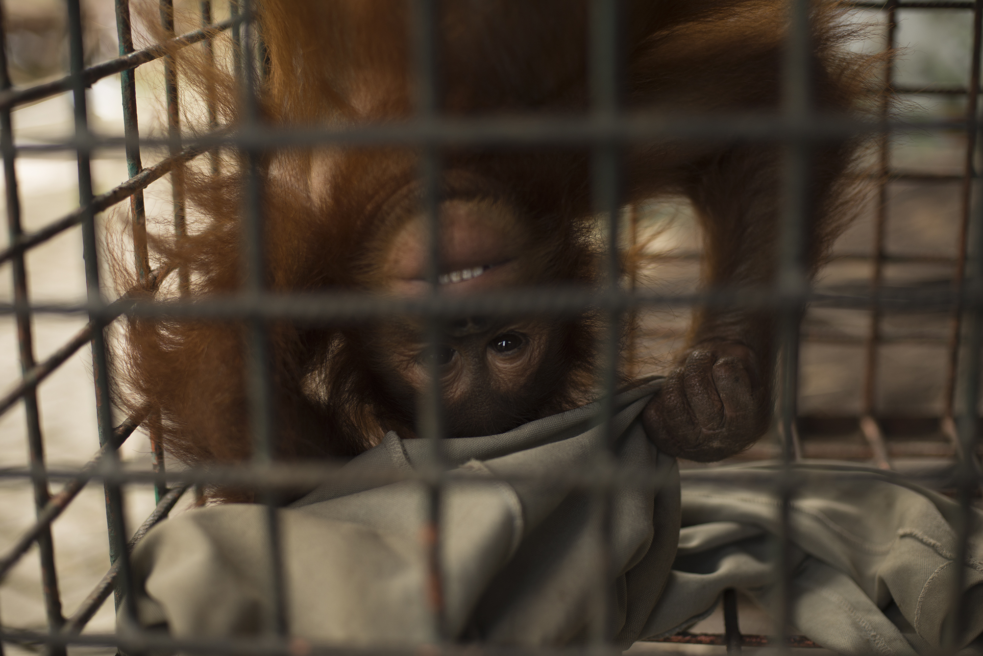 Cece, a 5 year old baby orangutan who was being kept illegally in dire conditions at an amusement park before we rescued her.