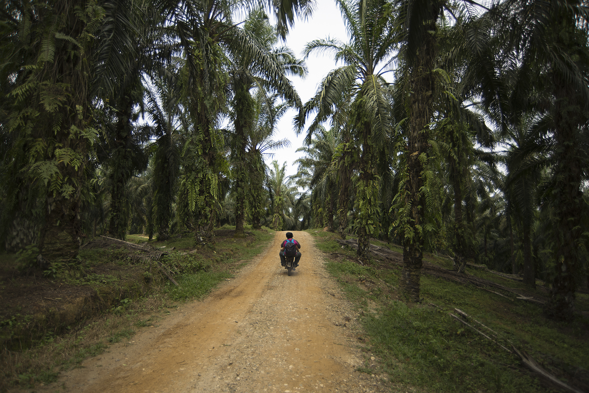 Our main mode of transportation through the palm plantations.