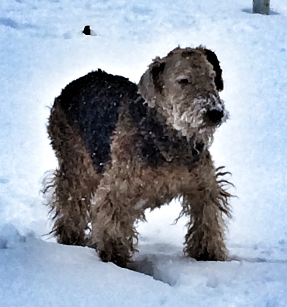 Tootsie enjoying the snow