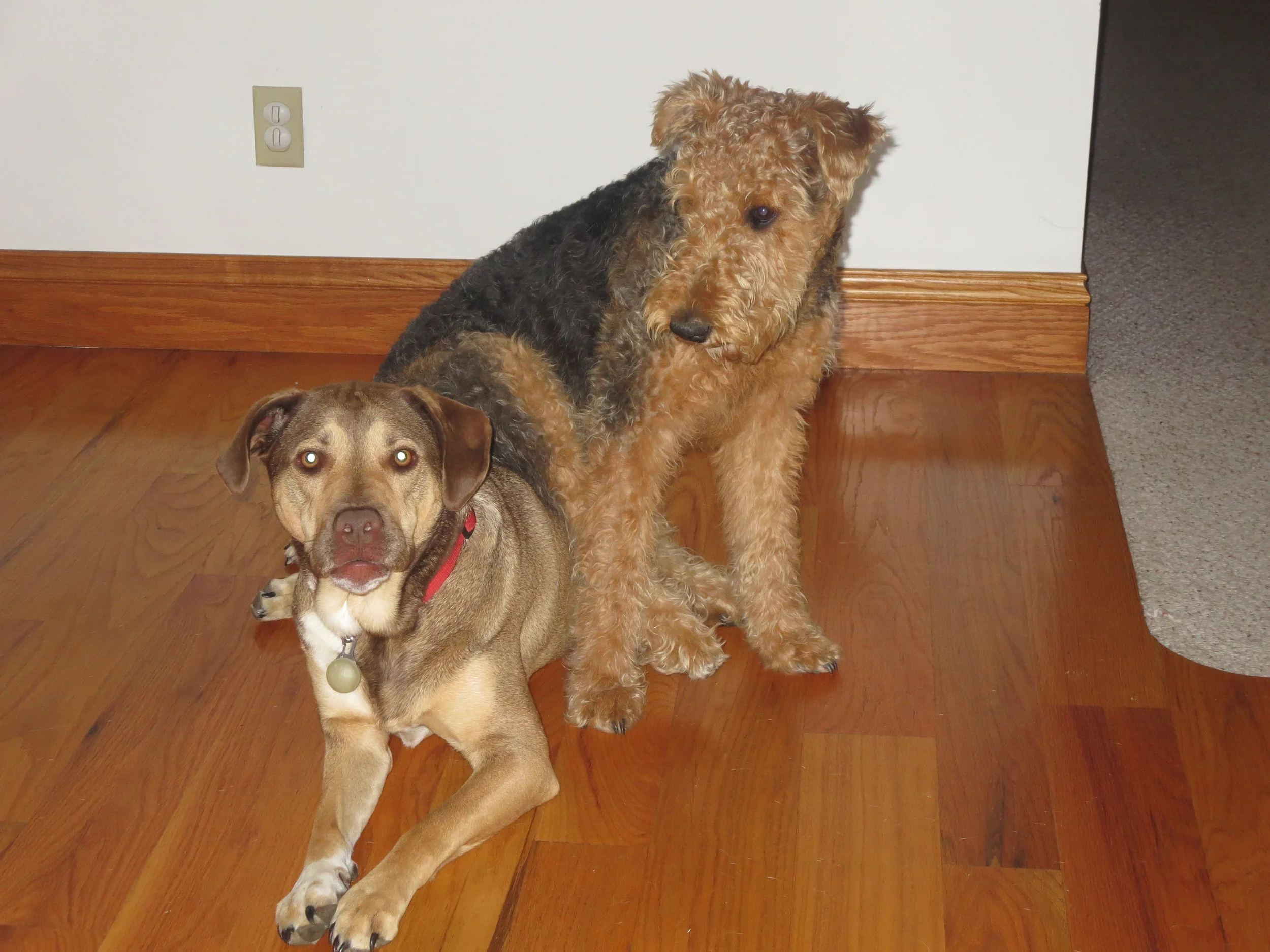 Fuzzy Autumn taking a rest on Bailey