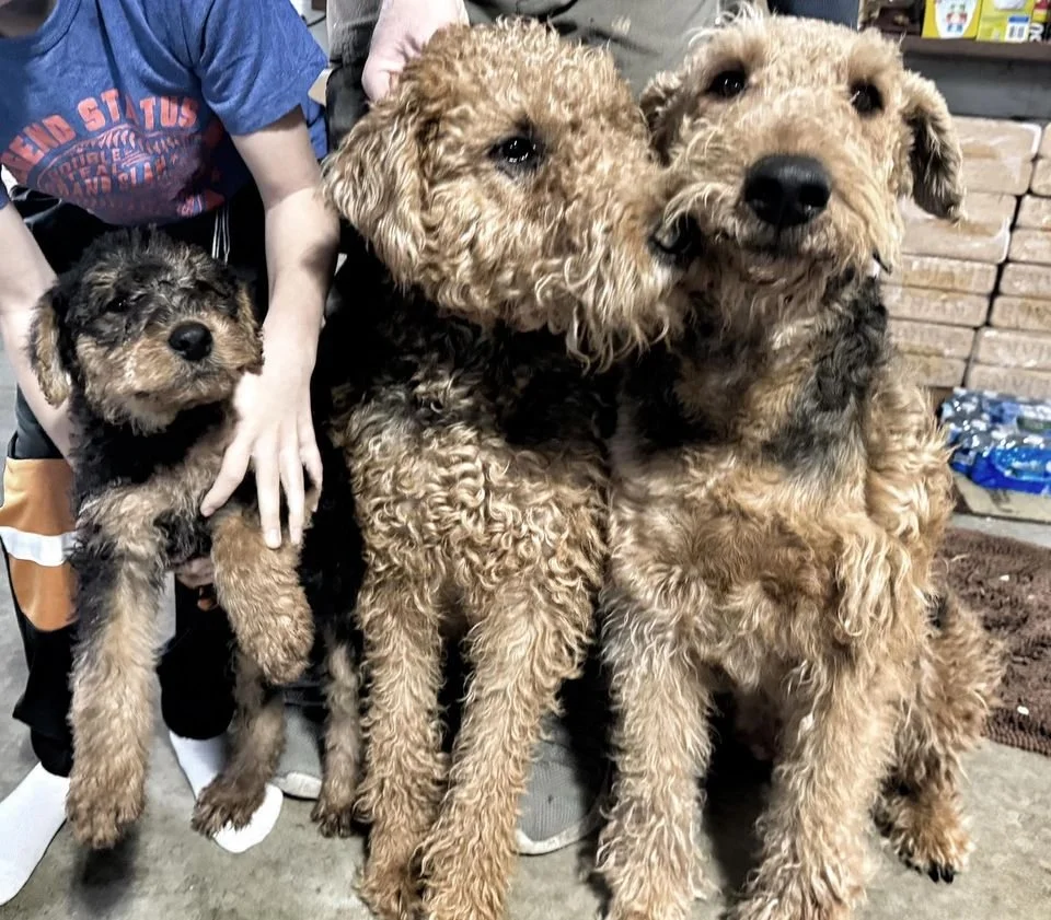 Airedale Rescue Airedale Terrier Craigslist Airedale Terrier