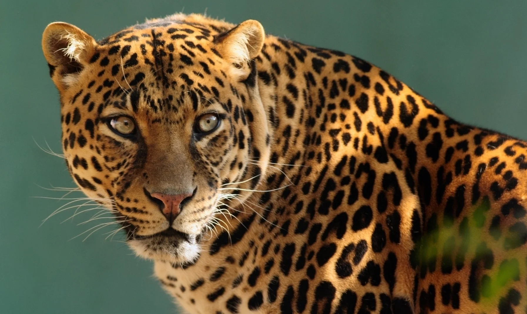 leopard looking cropped.jpeg