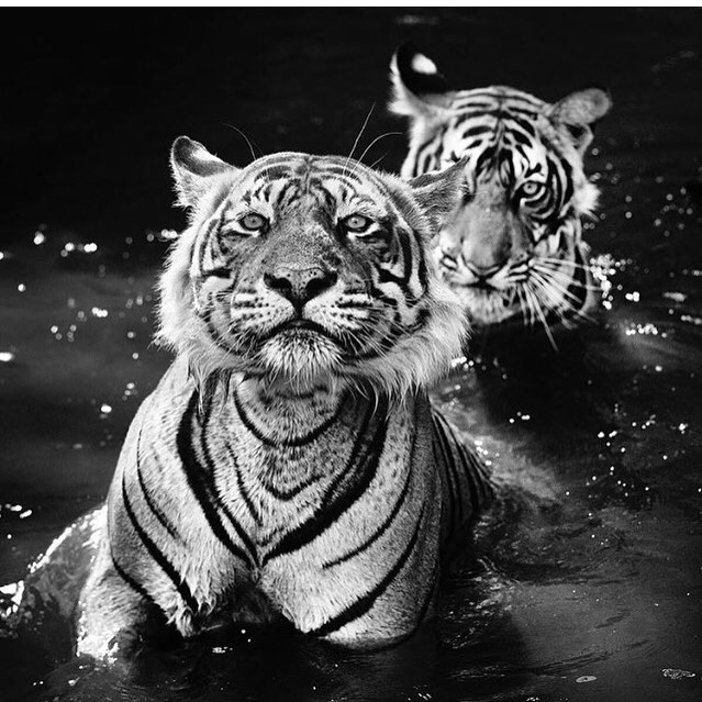 Sharing these two majestic beauties. PC: @davidyarrow to celebrate #worldtigerday 🐯@wwf_tigers