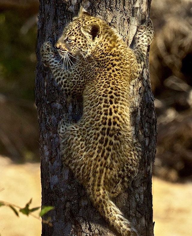 This leopard cub is coming down the tree to mom who brought dinner. @stevewinterphoto Remember if we don&rsquo;t protect top predators in the wild it can destroy their ecosystems and our own. We appreciate all efforts to raise awareness. 🦁For Save a