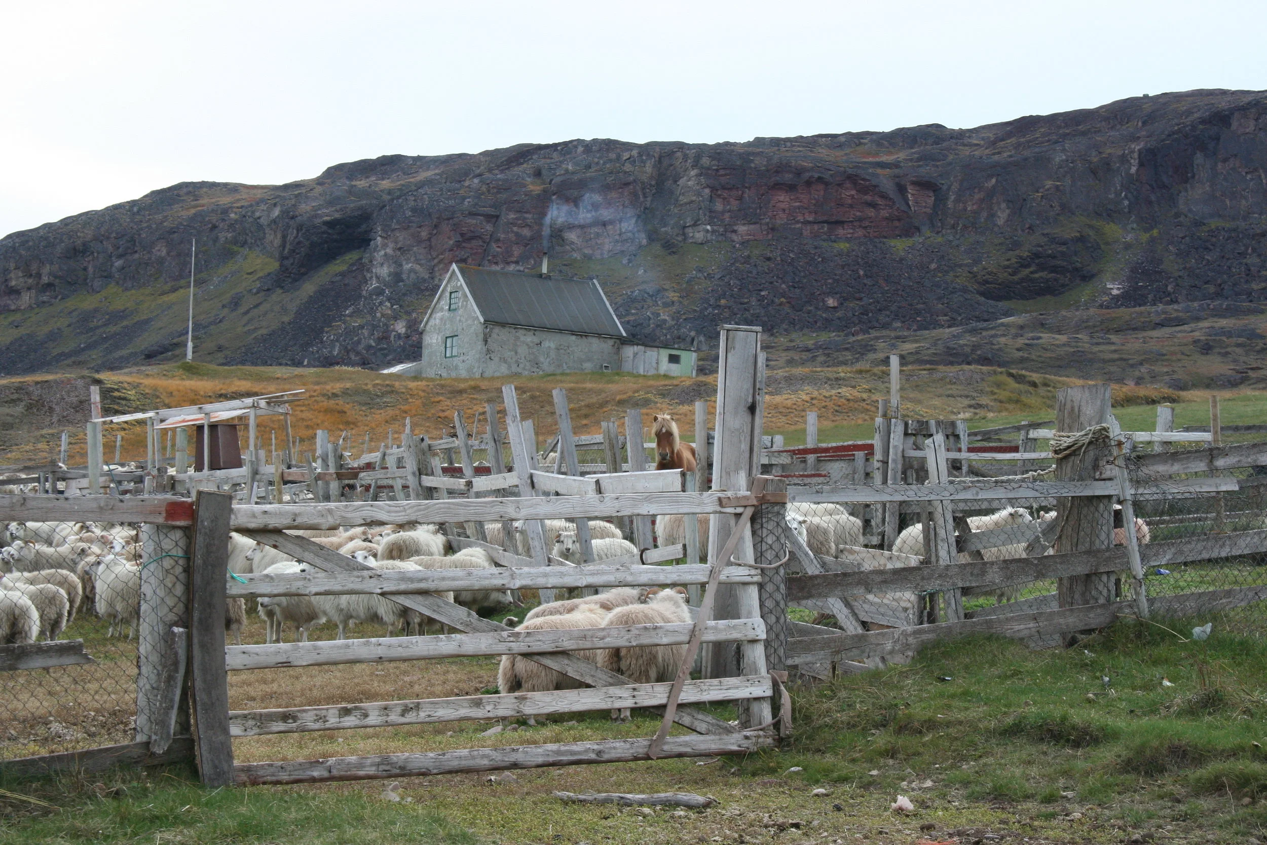 Kujataa Greenland World Heritage Site, Greenland (Denmark) - Ongoing sheep farming is essential to maintain the traditional Norse and Greenlandic landscape and the local economy © Christophe Rivet