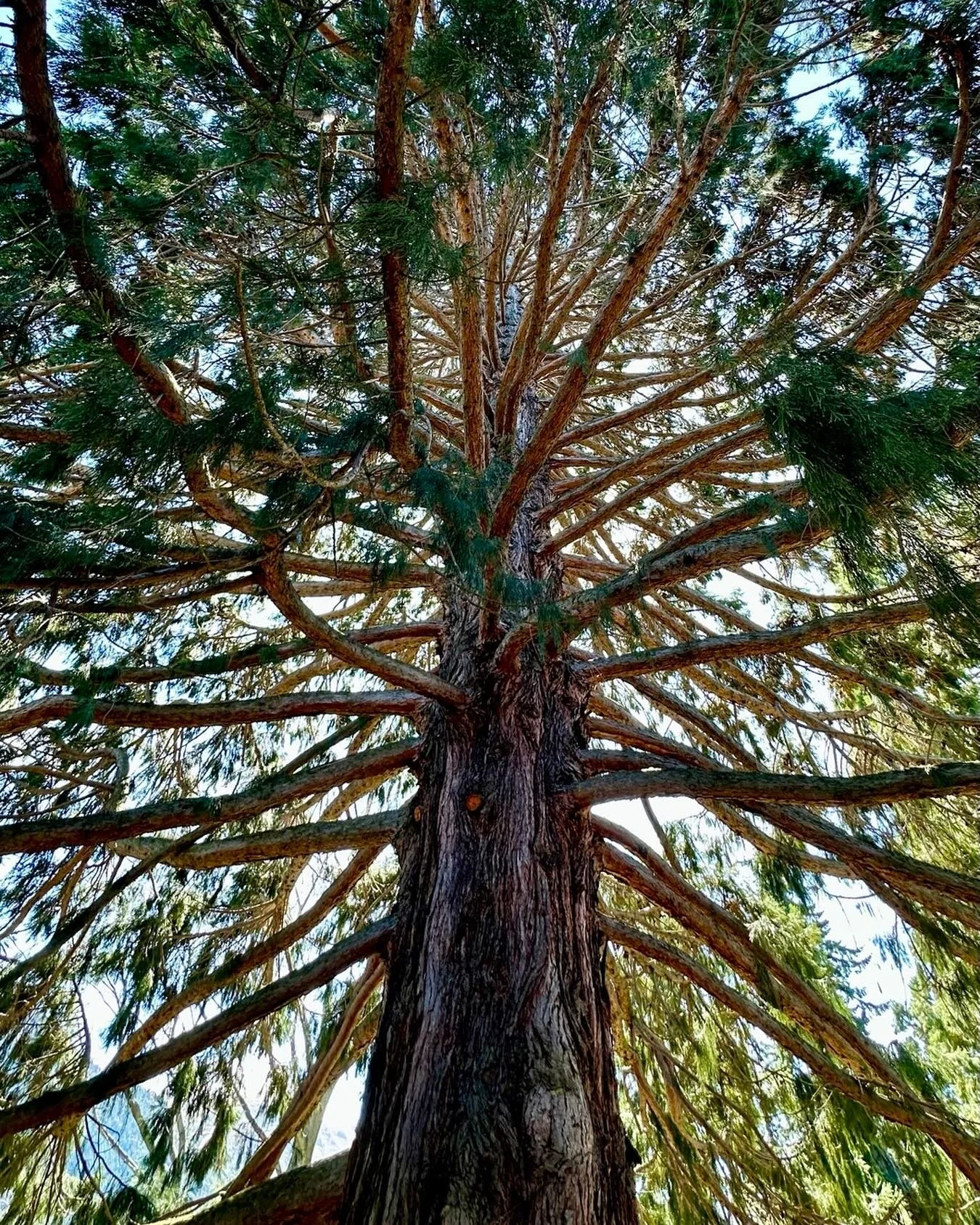 Red&hellip;wood
