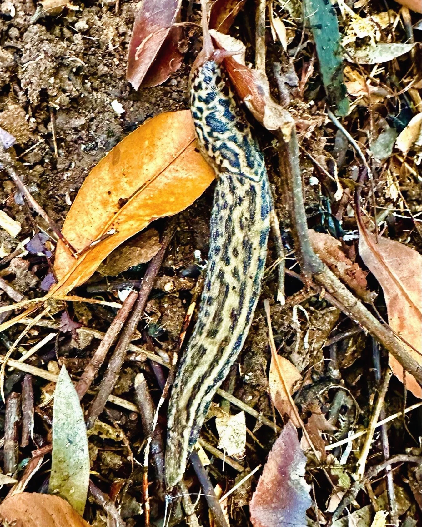 That&rsquo;s not a slug&hellip;