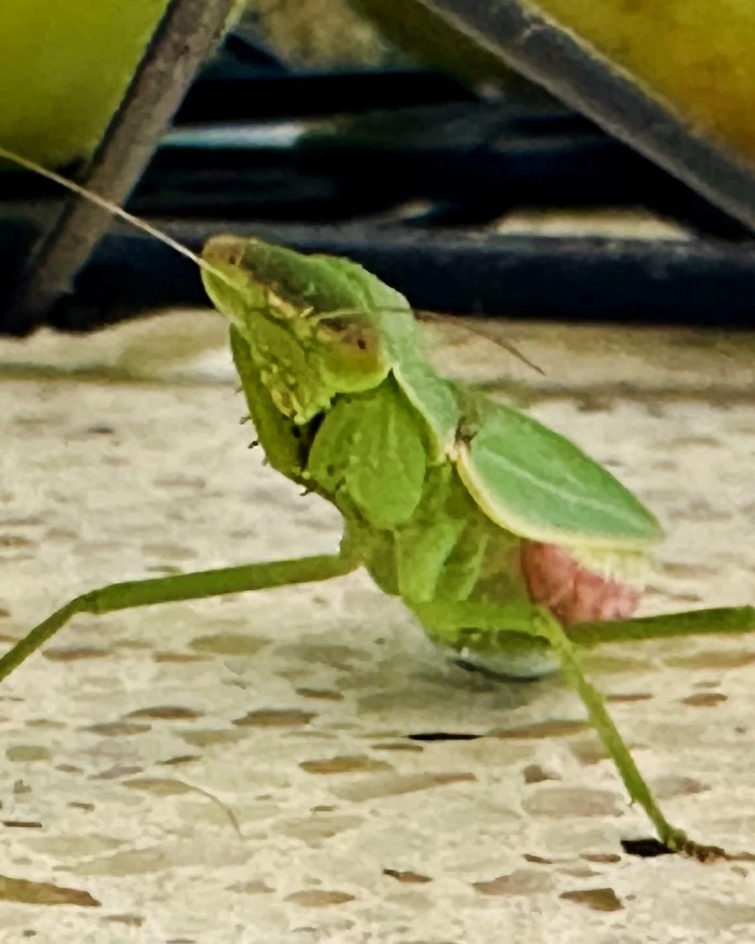 Fruit bowl visitor&hellip;