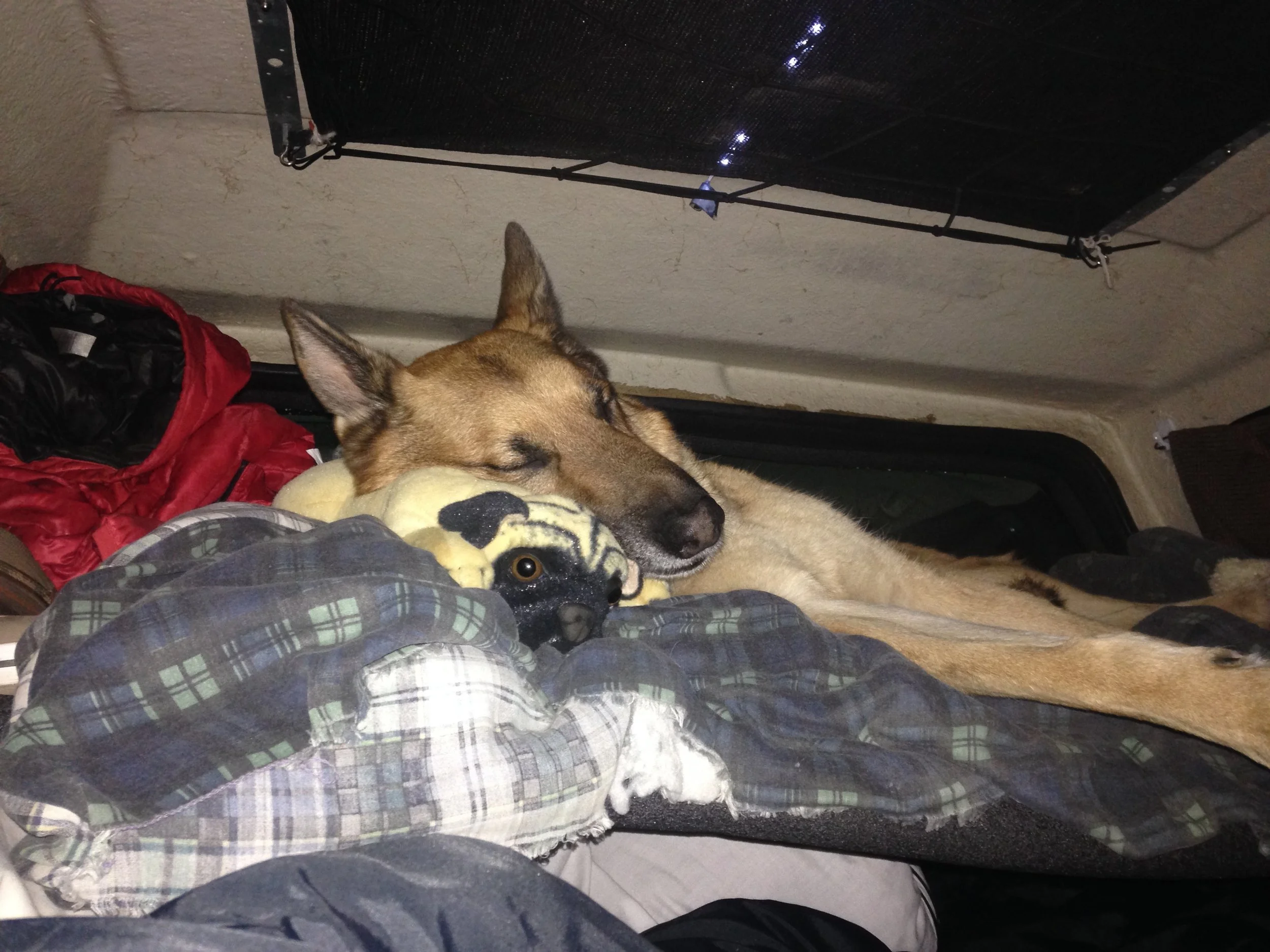 Baron loves his loft. Ra's great idea, it gives us all more room to sleep.