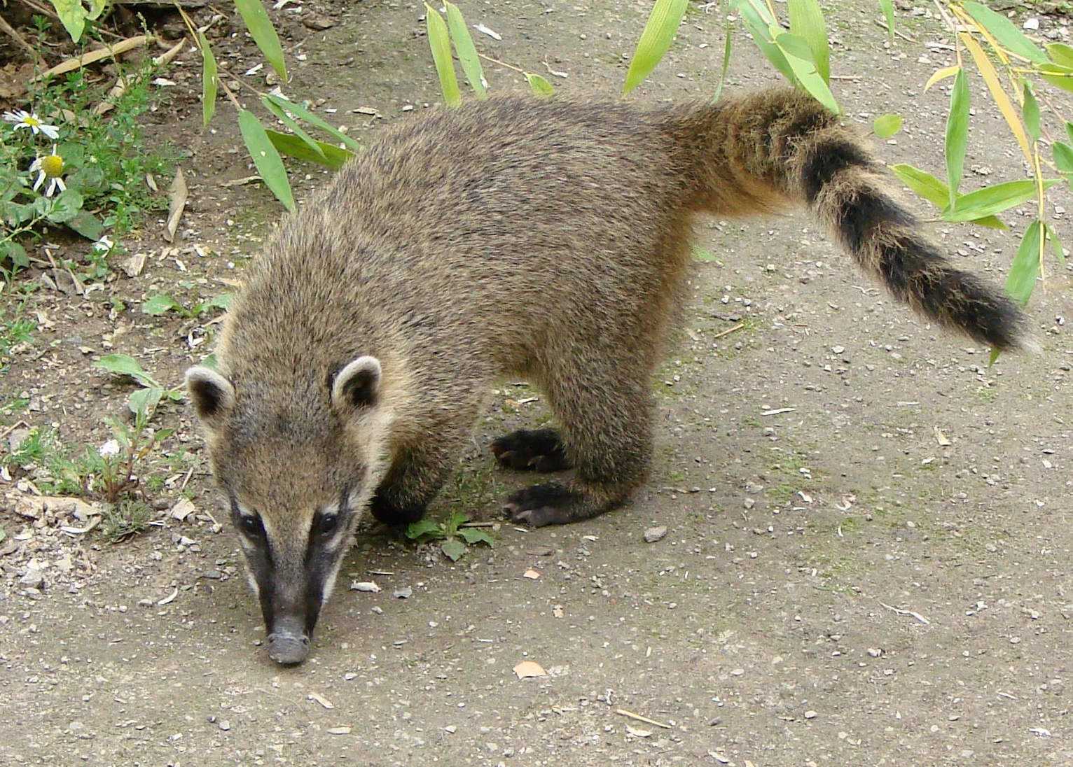 Coatimundi - also called ring-tailed coati and a member of the raccoon family. In Arizona they range from the Superstition Mountains east of Phoenix and the Huachuca Mountains southeast of Tucson, preferring elevations of 4,500 to 7,500 ft.