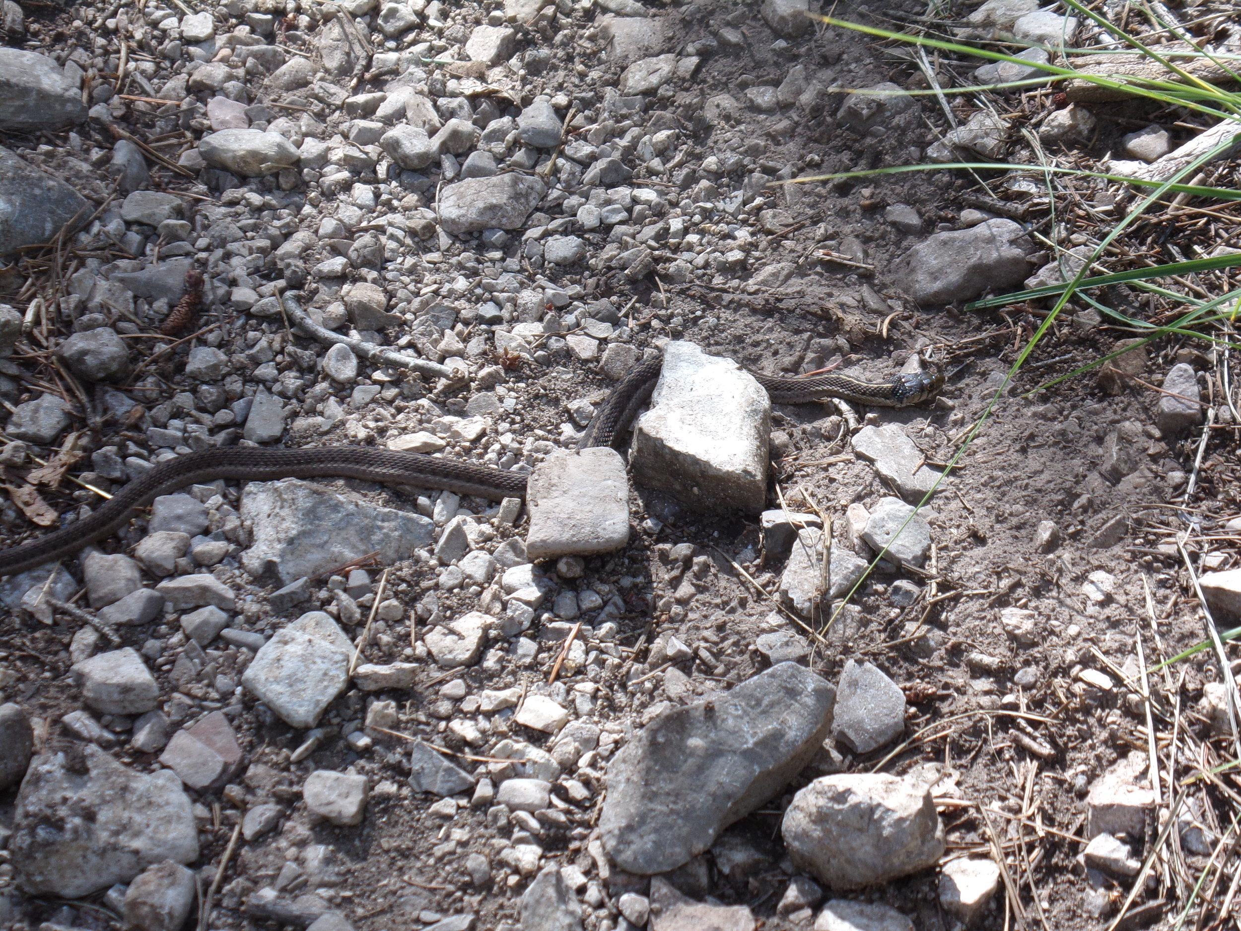 Snakey Snake