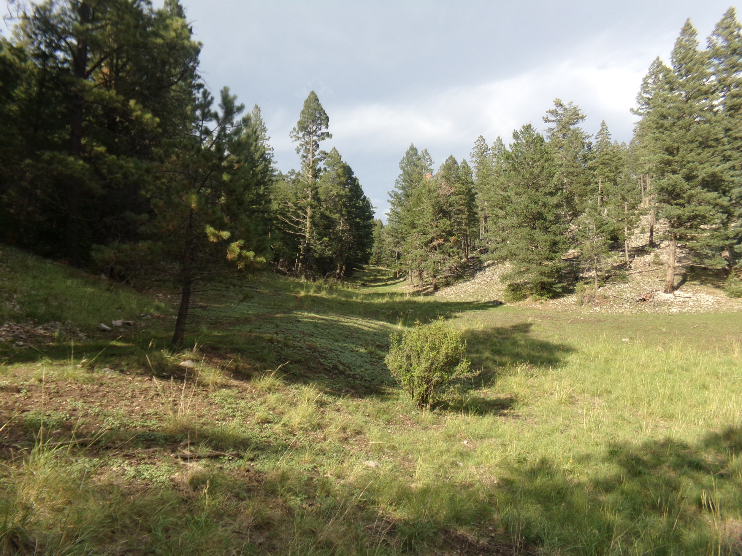 Mountain Meadows