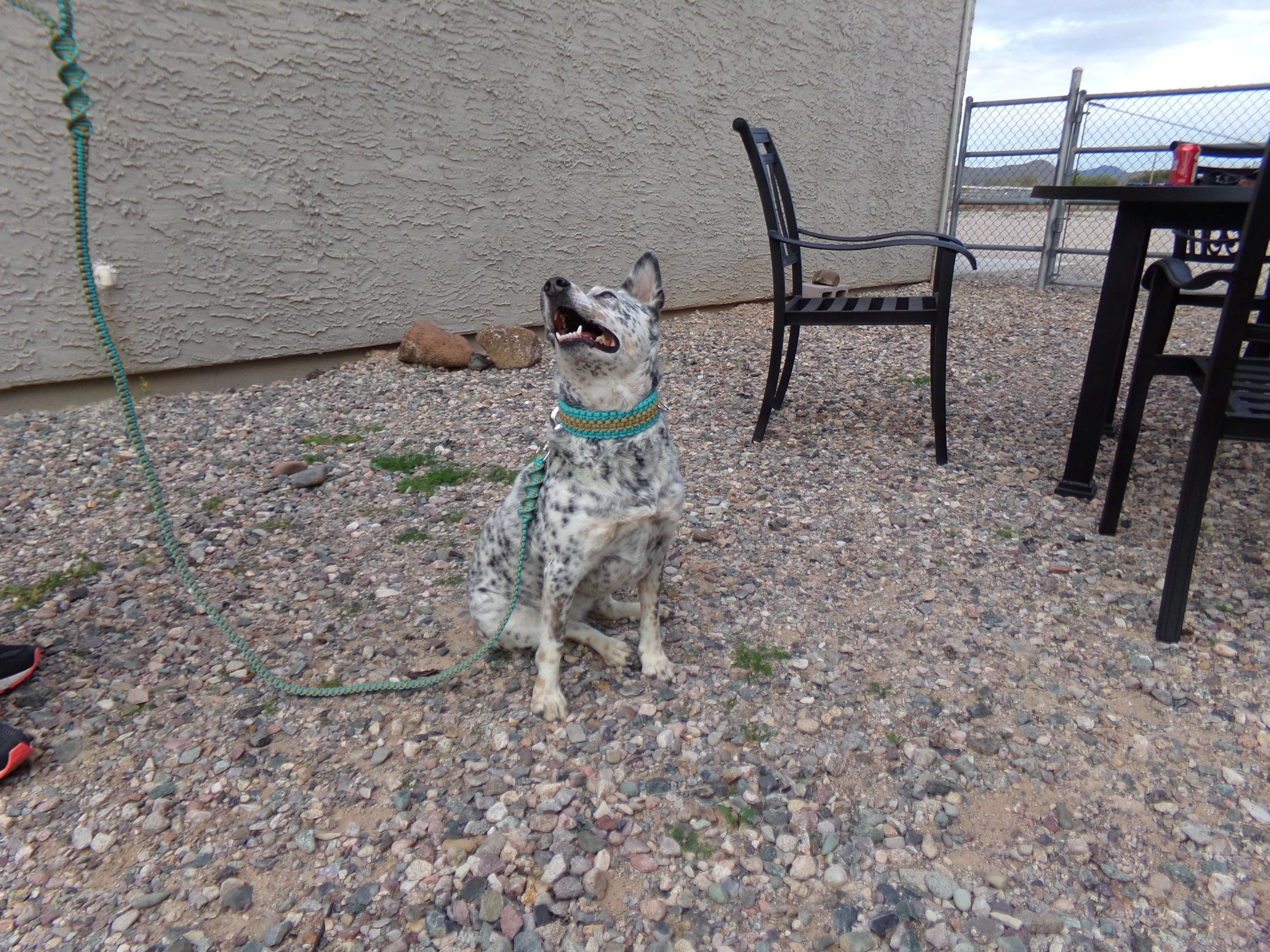 turquoise paracord dog collar on a little cattle dog