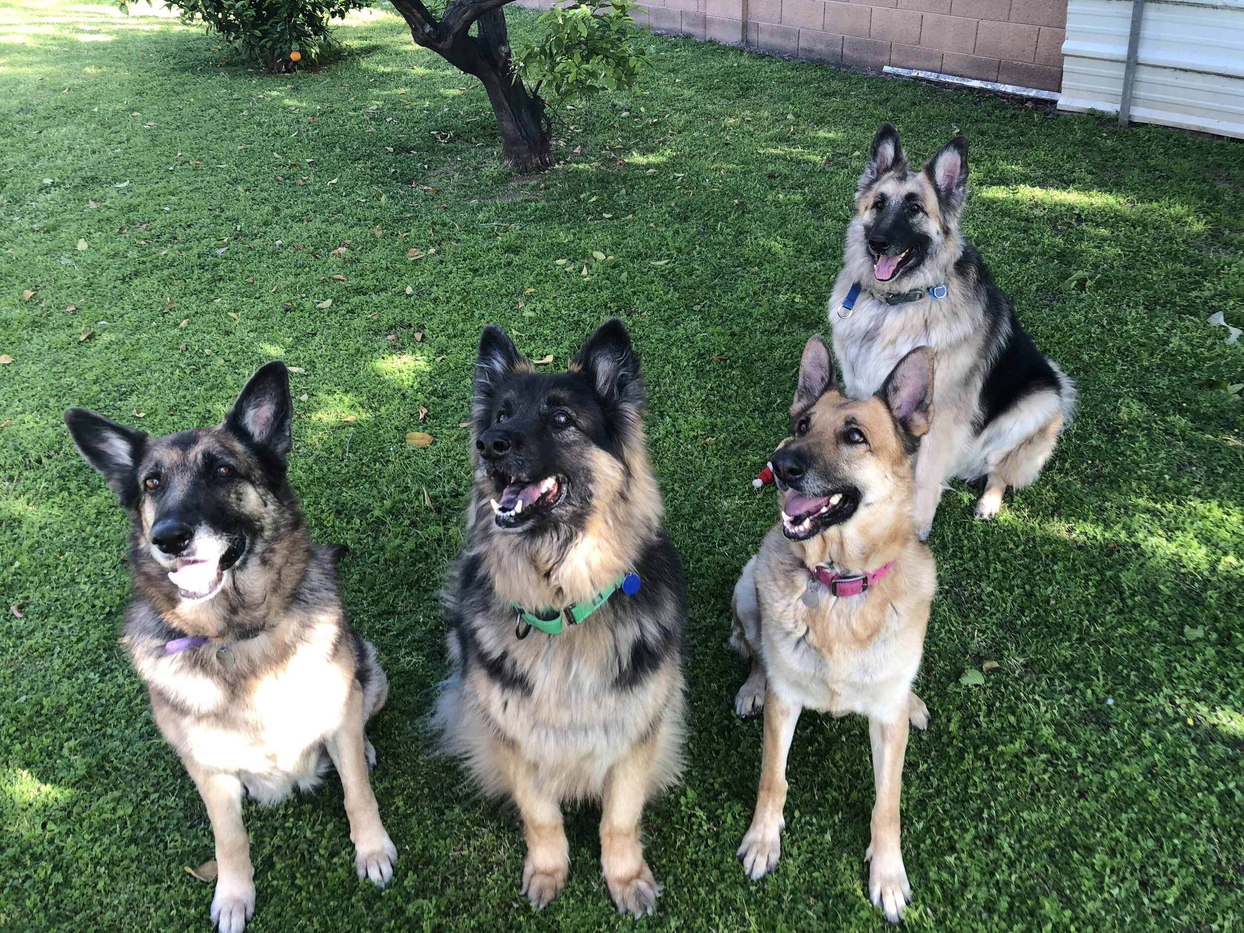 Sue, Rex, Jeri, and Hutch