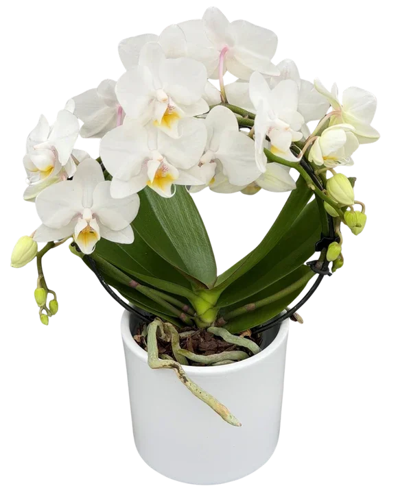 mini orchid