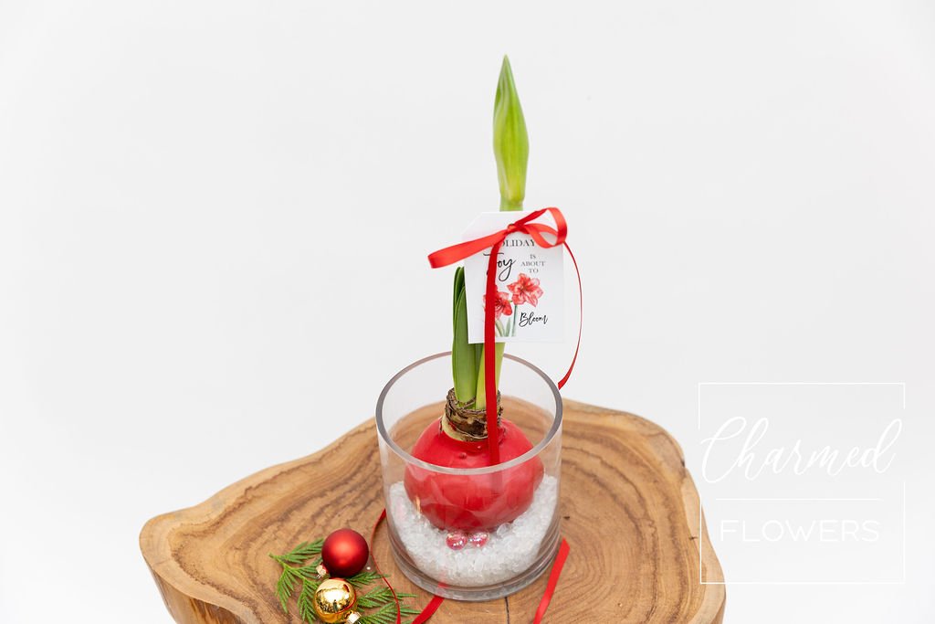 Waterless Amarylliss 1