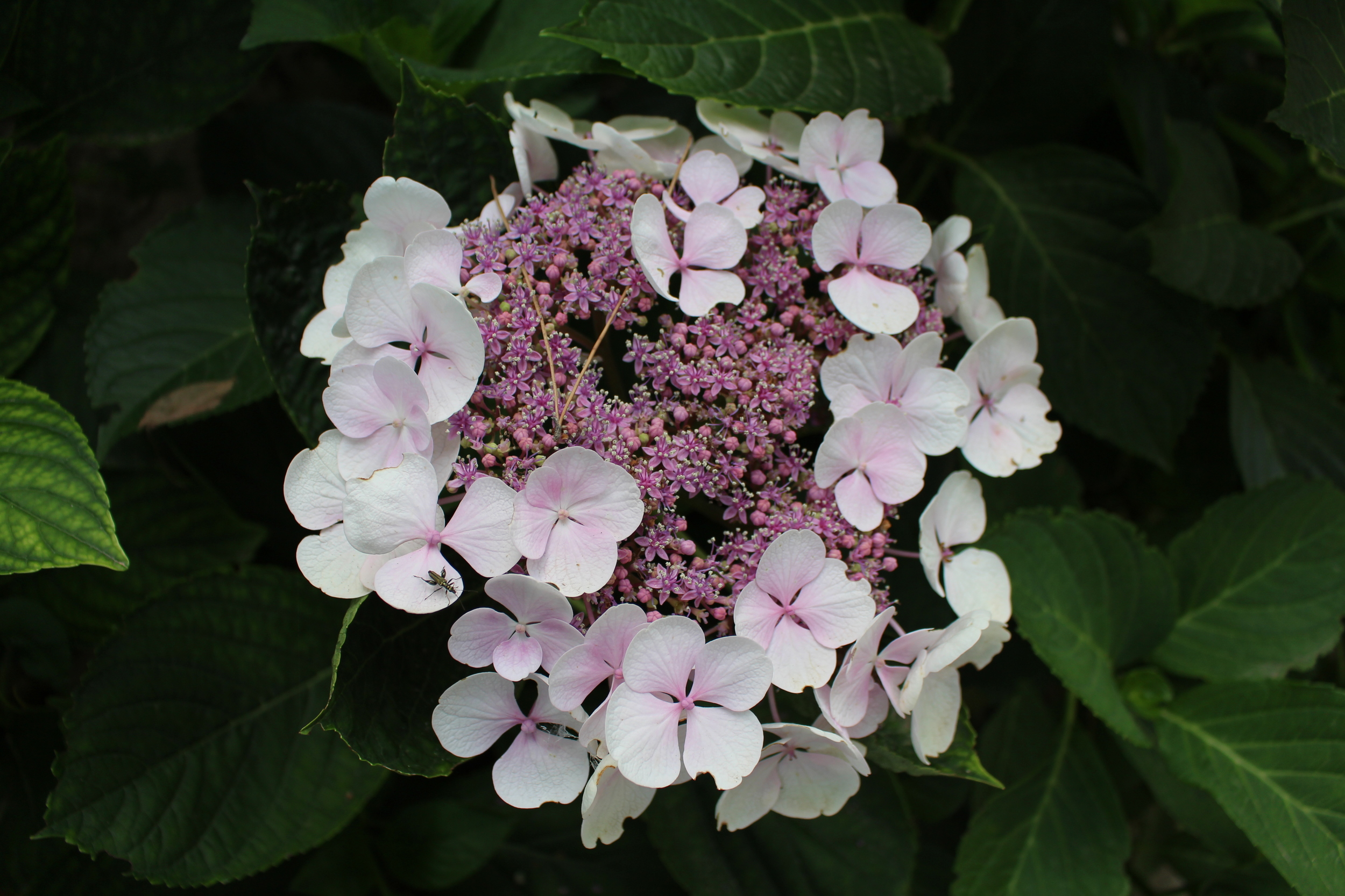 A hydrangea in its early stages 