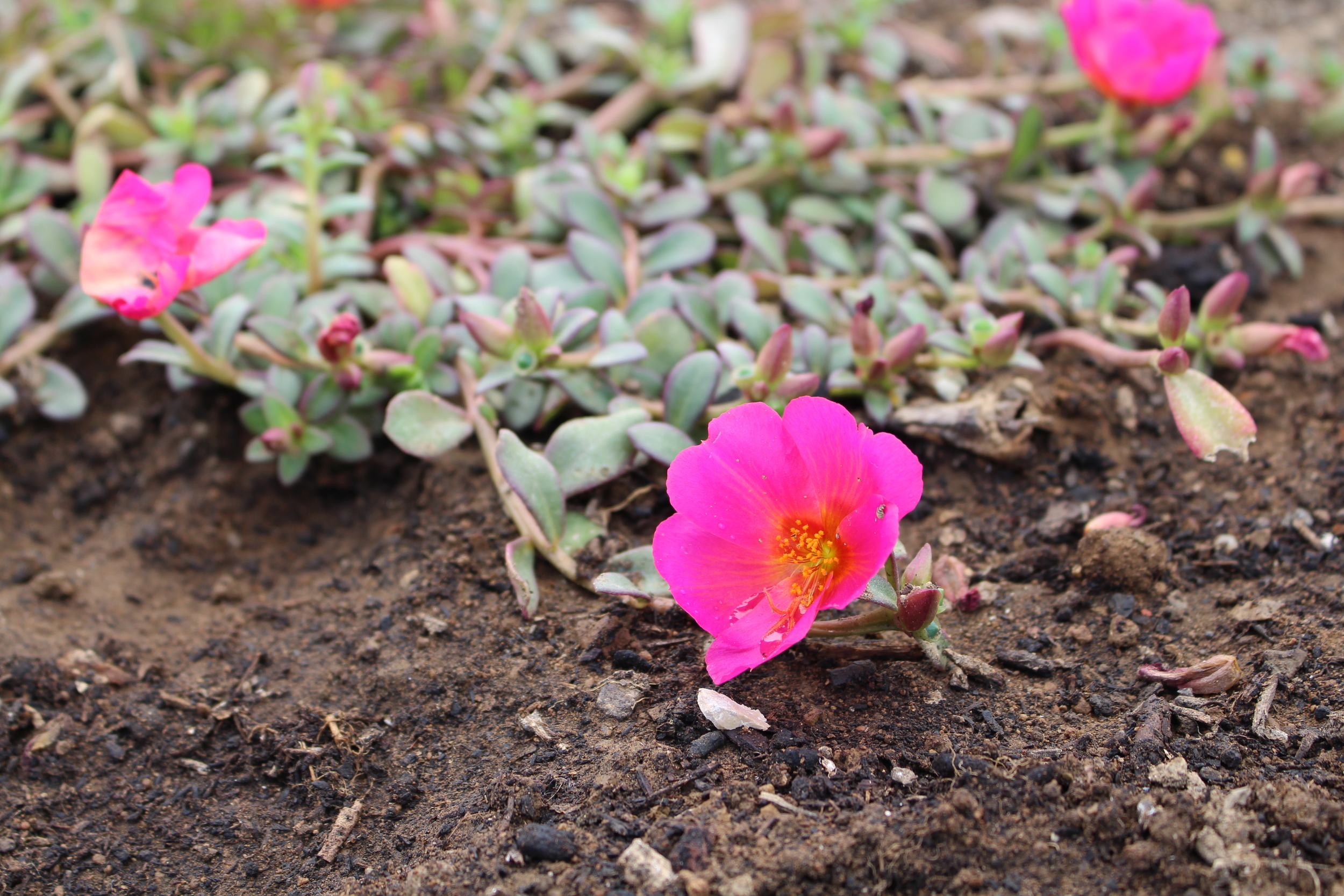 Succulents in Bloom