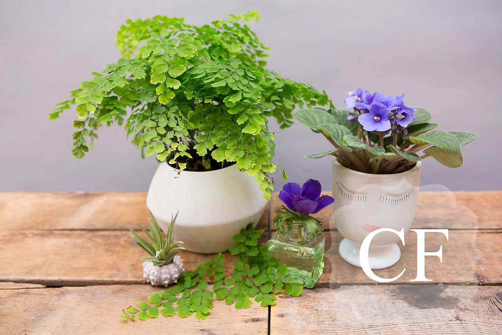 From left to right: Airplant in shell $12, Maiden hair in pot $29, Anemone in bud vase $11, Violet in head vase $ $23. 